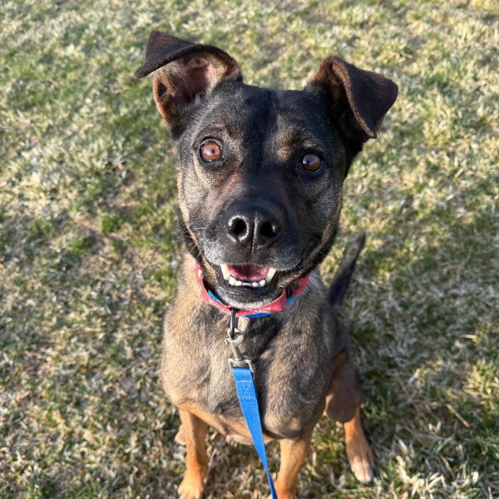 Enlarge Louis, a Adoptable mixed breed in Albuquerque, NM image 4/5