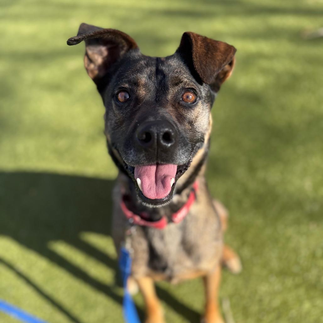 Enlarge Louis, a Adoptable mixed breed in Albuquerque, NM image 5/5