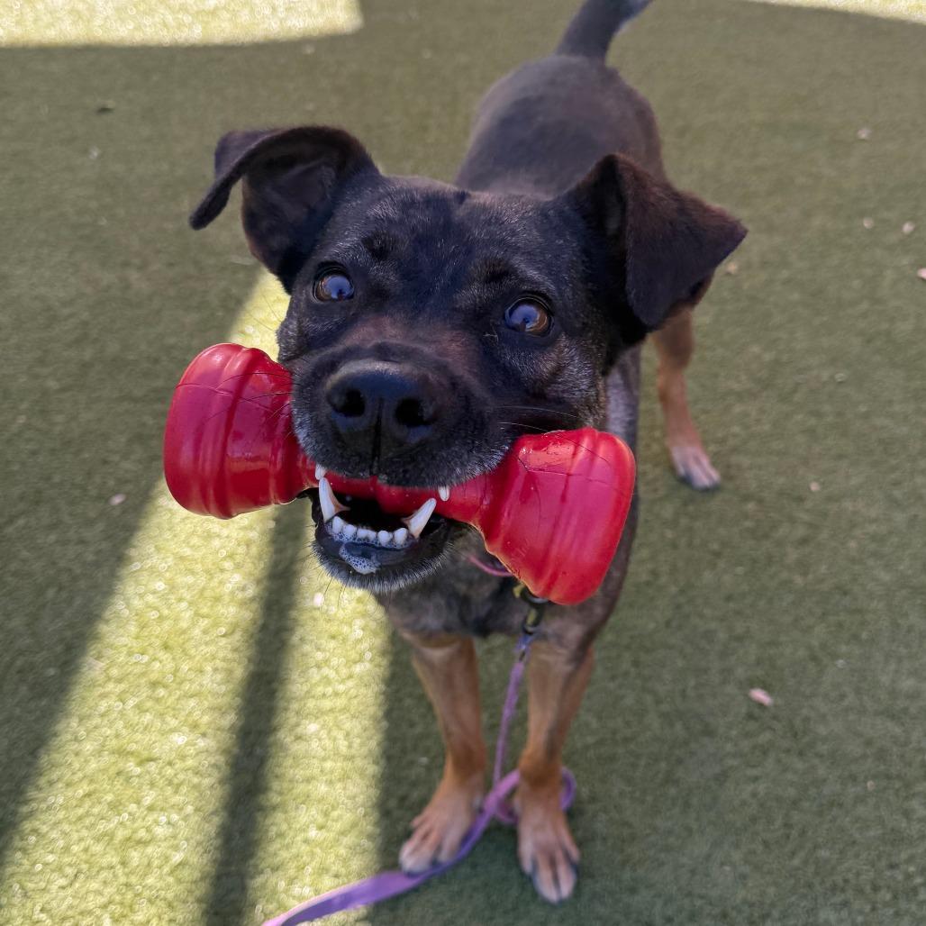 Enlarge Louis, a Adoptable mixed breed in Albuquerque, NM image 6/6