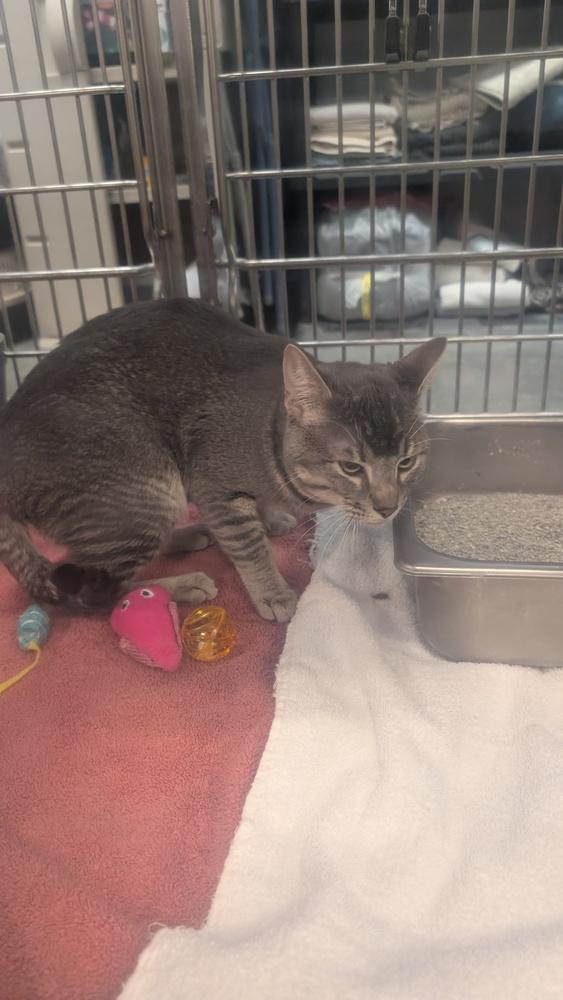 Enlarge Kibby, a Adoptable mixed breed in Parker, CO image 1/1