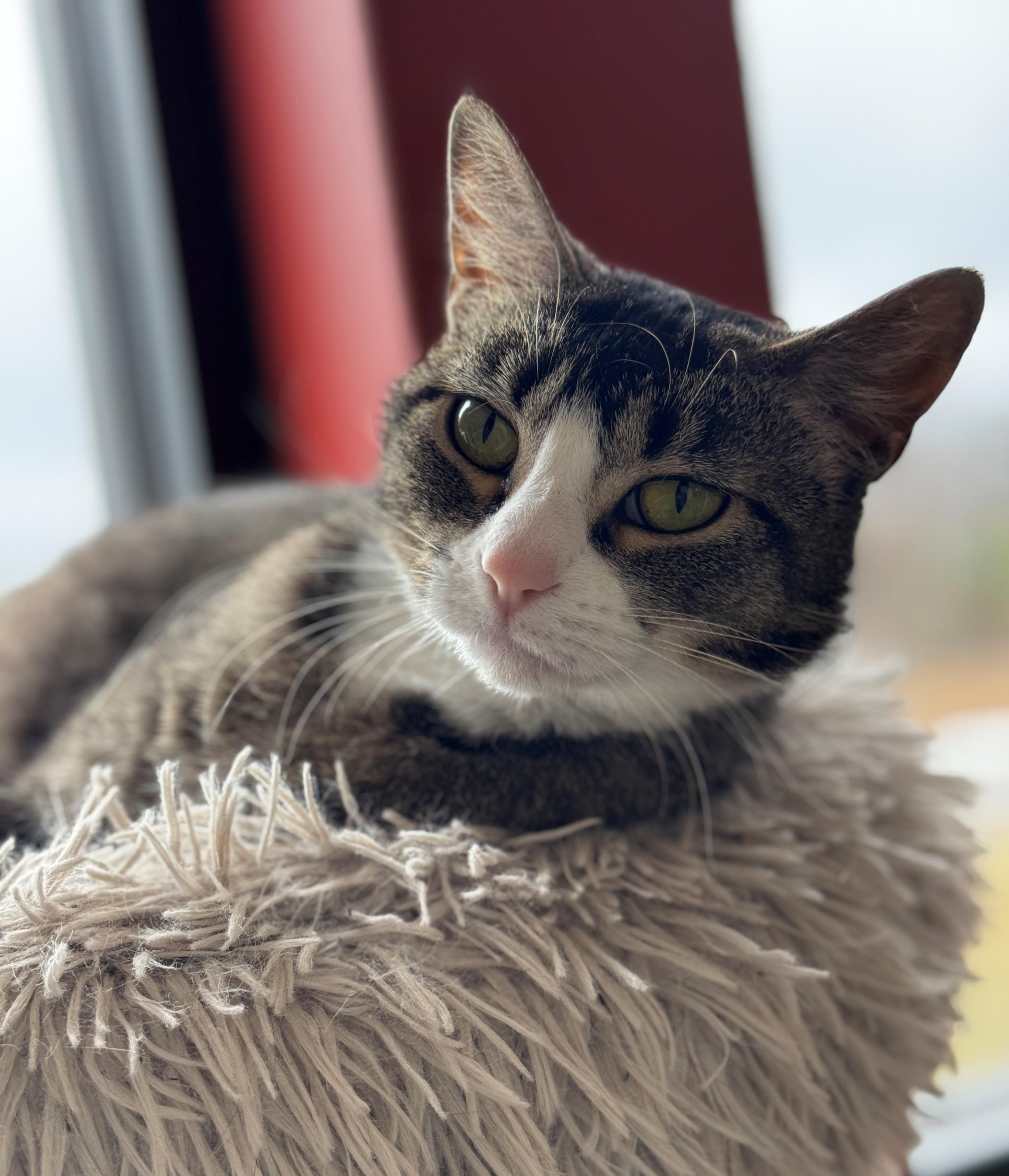 Rue, an adoptable Domestic Short Hair in Hackensack, MN, 56452 | Photo Image 2