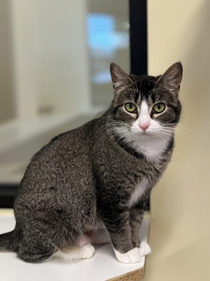Rue, an adoptable Domestic Short Hair in Hackensack, MN, 56452 | Photo Image 1