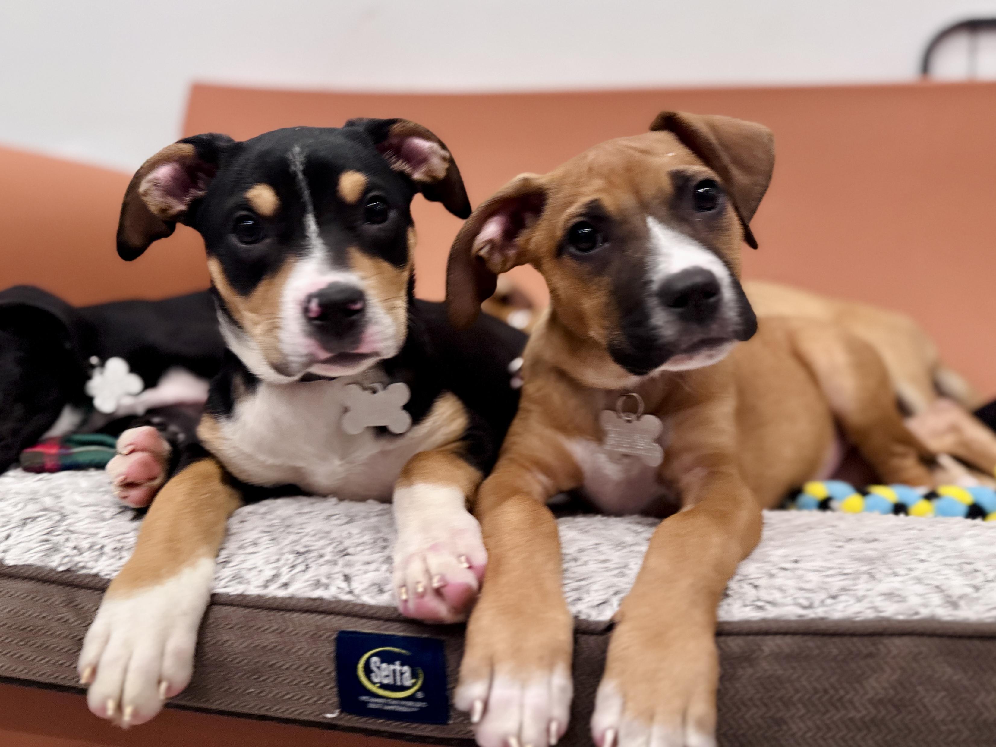 Enlarge Royal, an adoptable mixed breed in Palatine, IL image 6/6