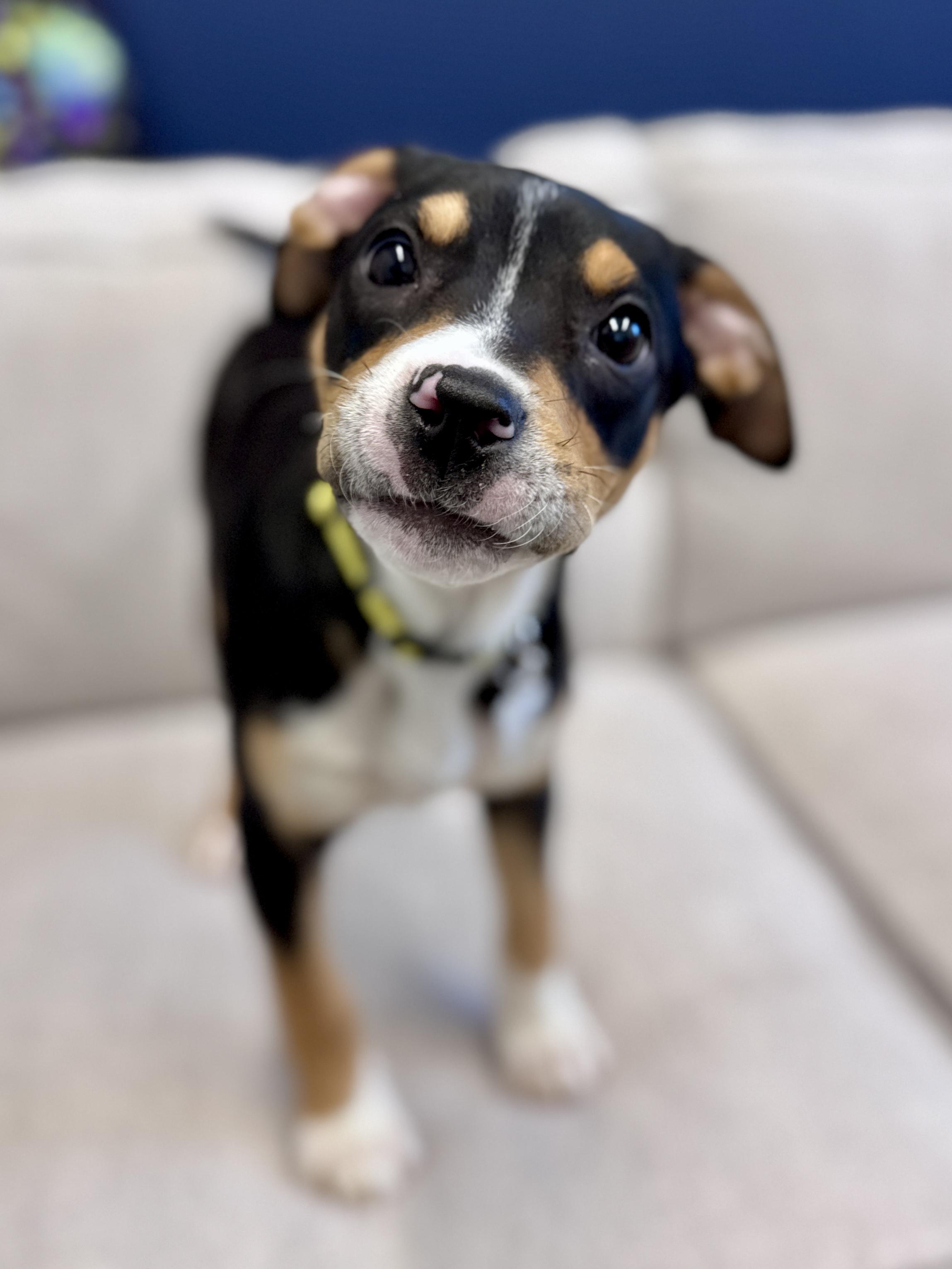 Enlarge Royal, an adoptable mixed breed in Palatine, IL image 2/6