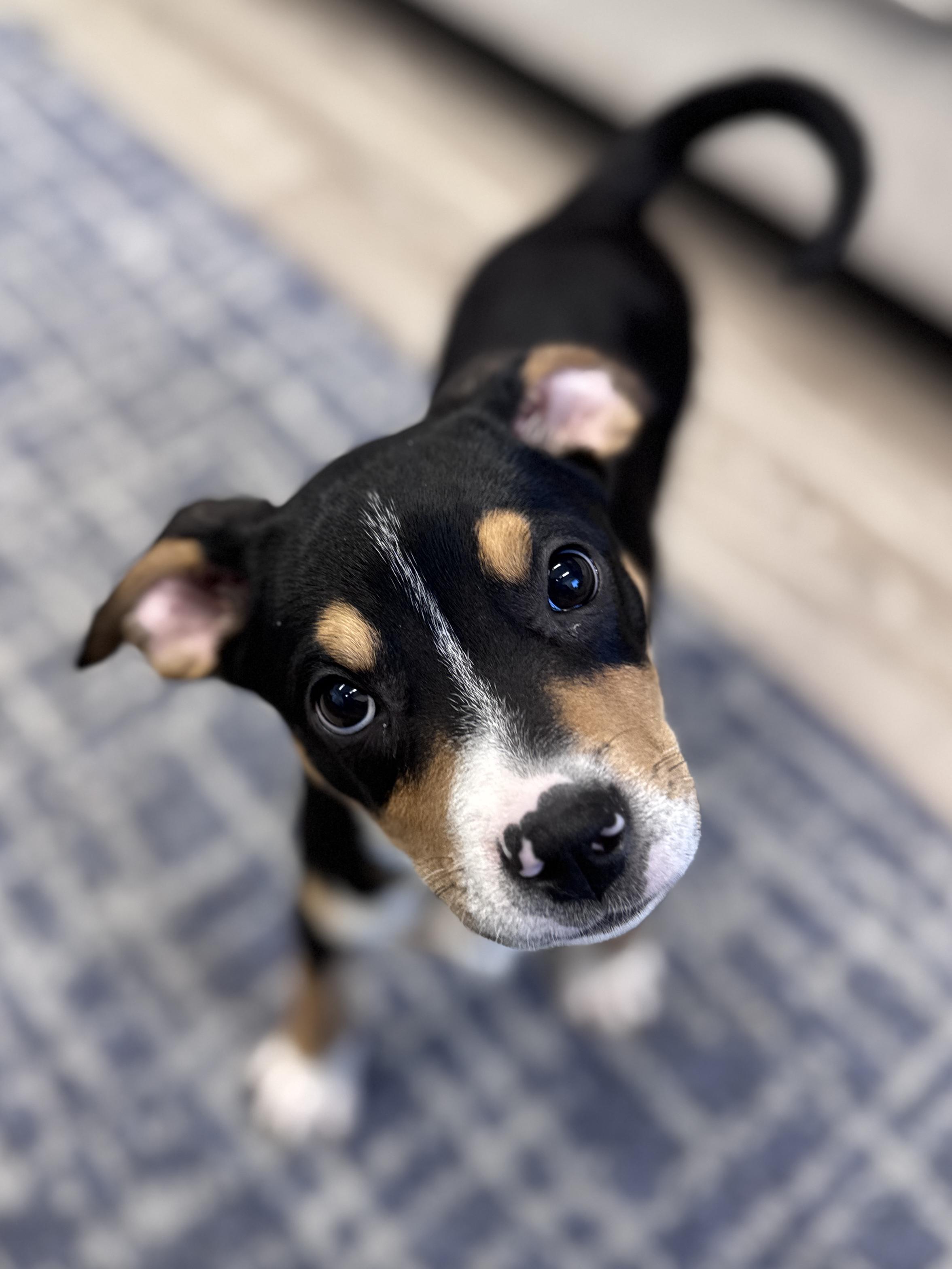 Enlarge Royal, an adoptable mixed breed in Palatine, IL image 4/6