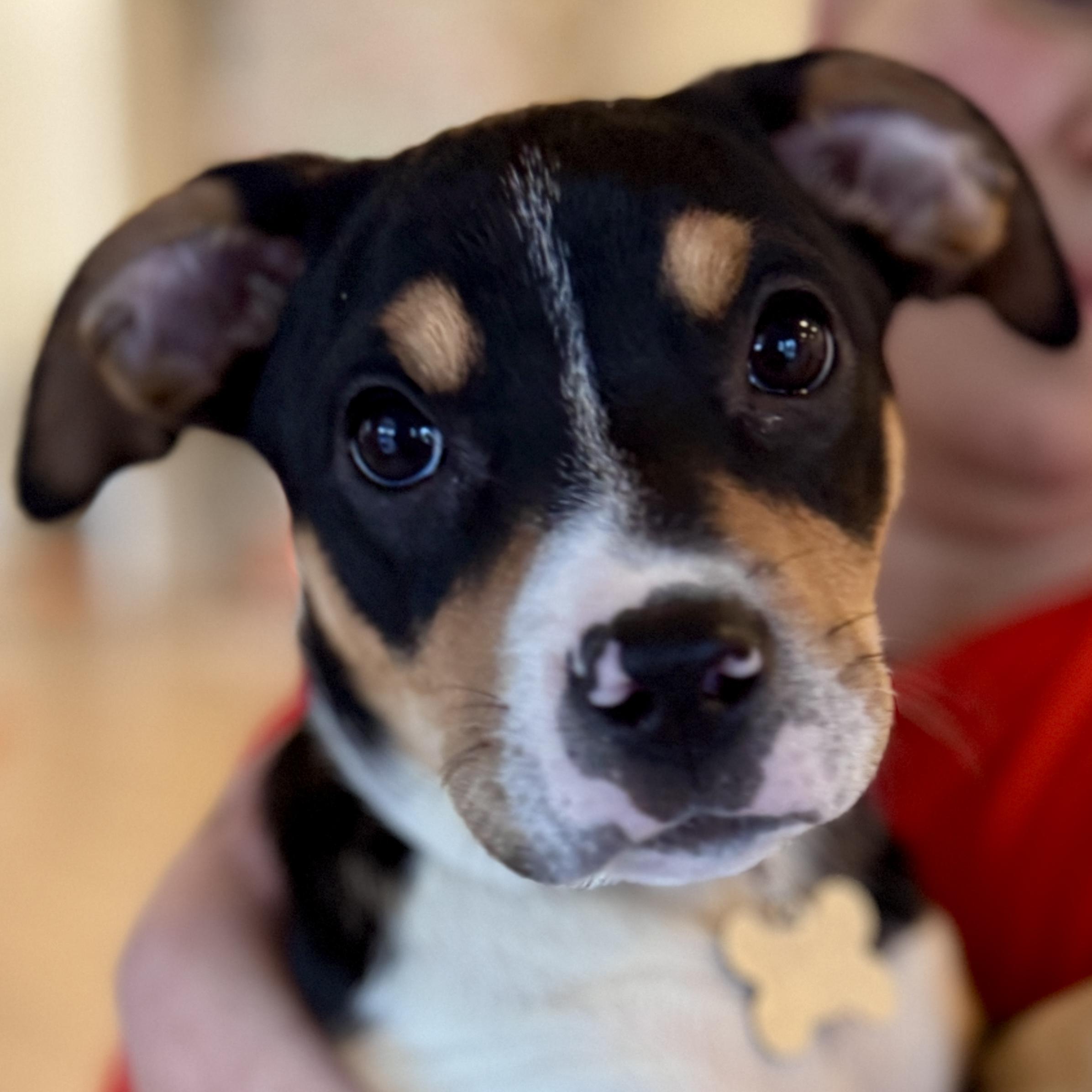 Royal, adoptable, Puppy Female Hound & Pit Bull Terrier.