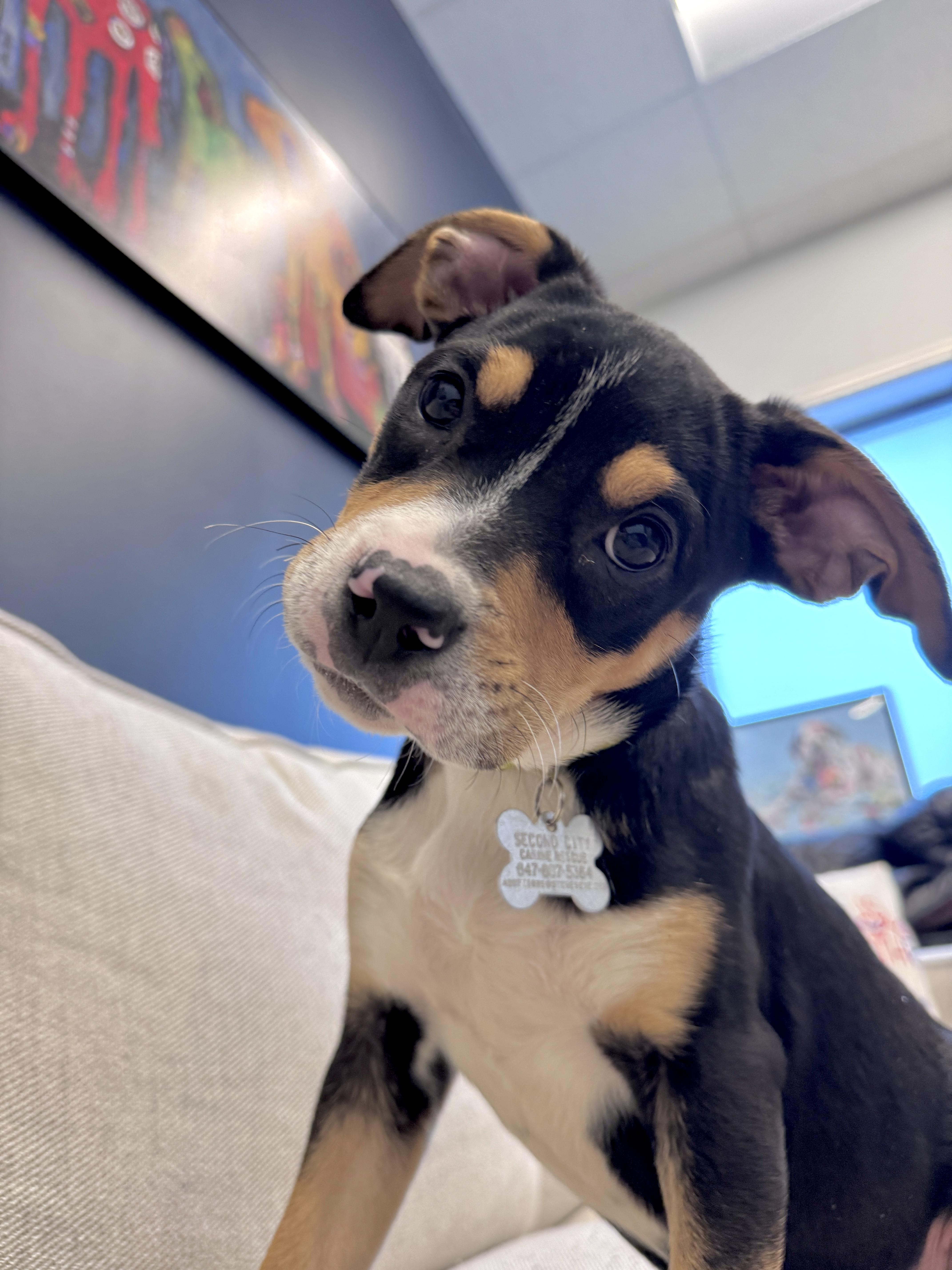 Enlarge Royal, an adoptable mixed breed in Palatine, IL image 3/6