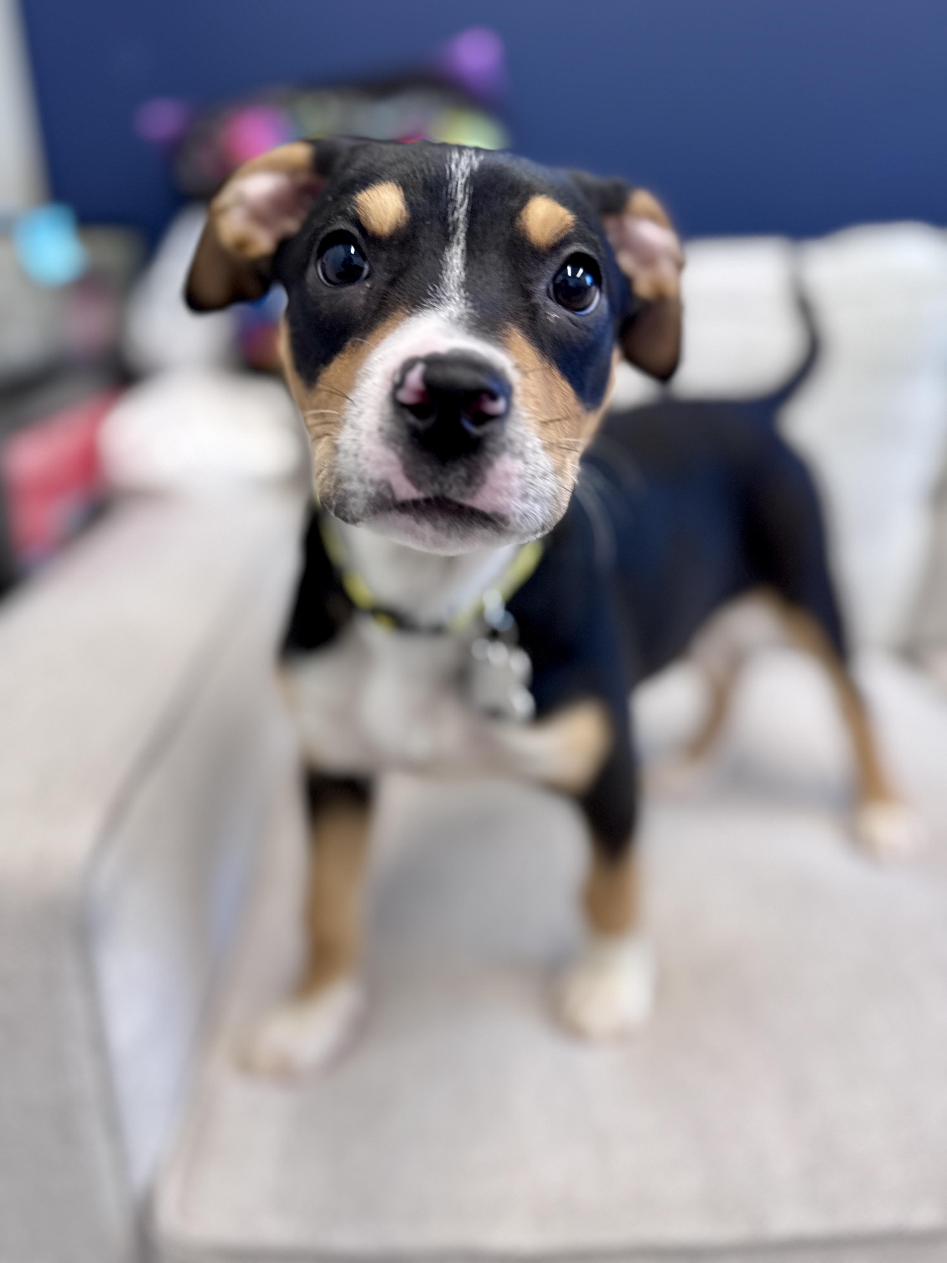 Enlarge Royal, an adoptable mixed breed in Palatine, IL image 5/6