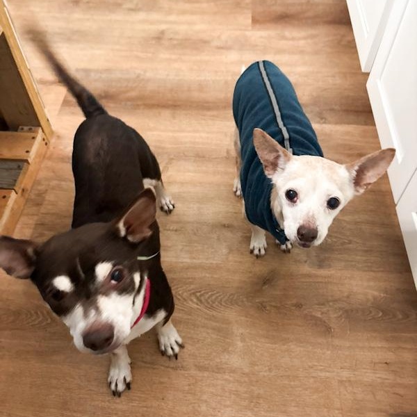 Grover & Geezer, ADOPTABLE, Senior Male Chihuahua & Terrier.