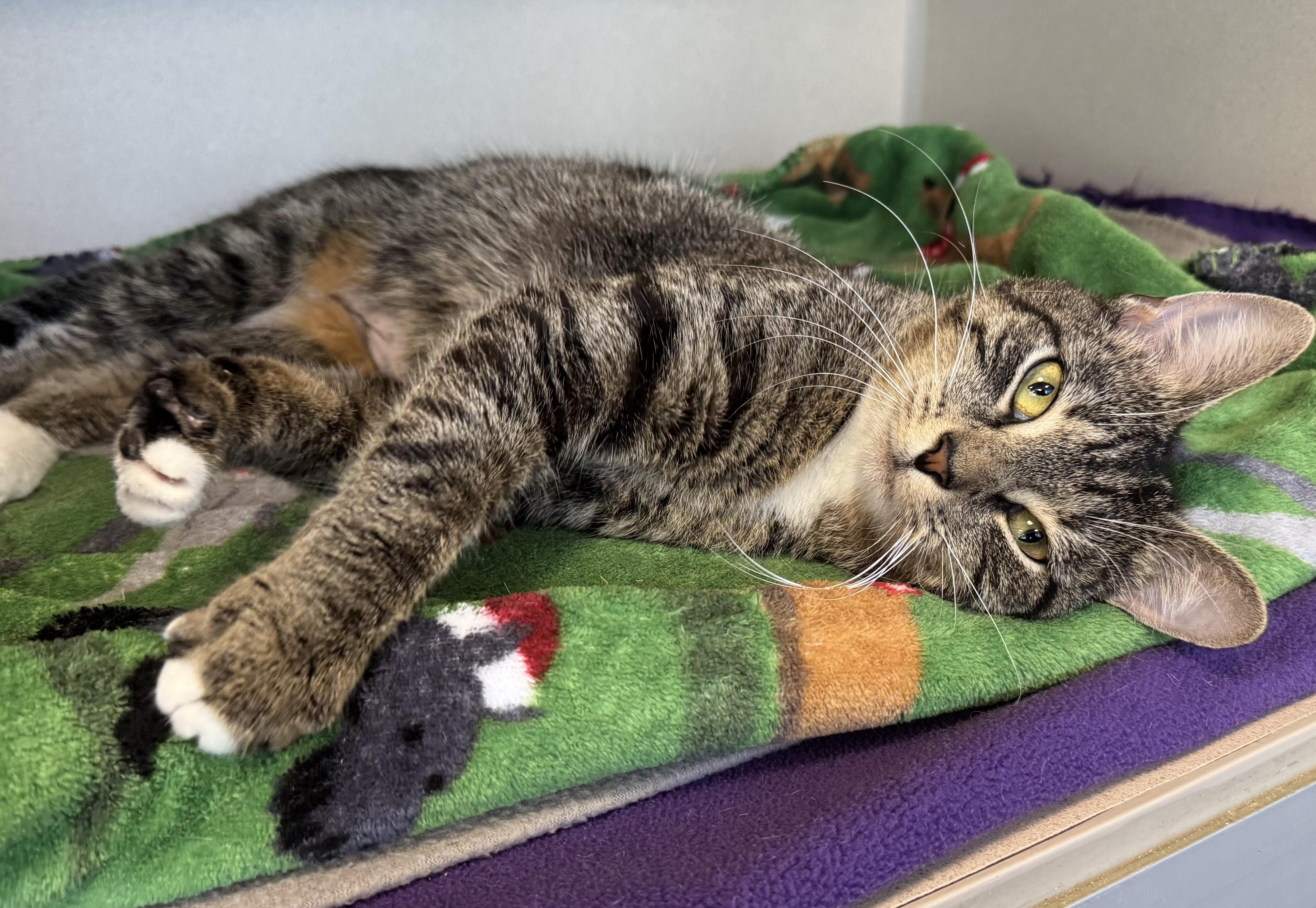 Enlarge Slinky, a Adopted Tabby in Eatontown, NJ image 4/6