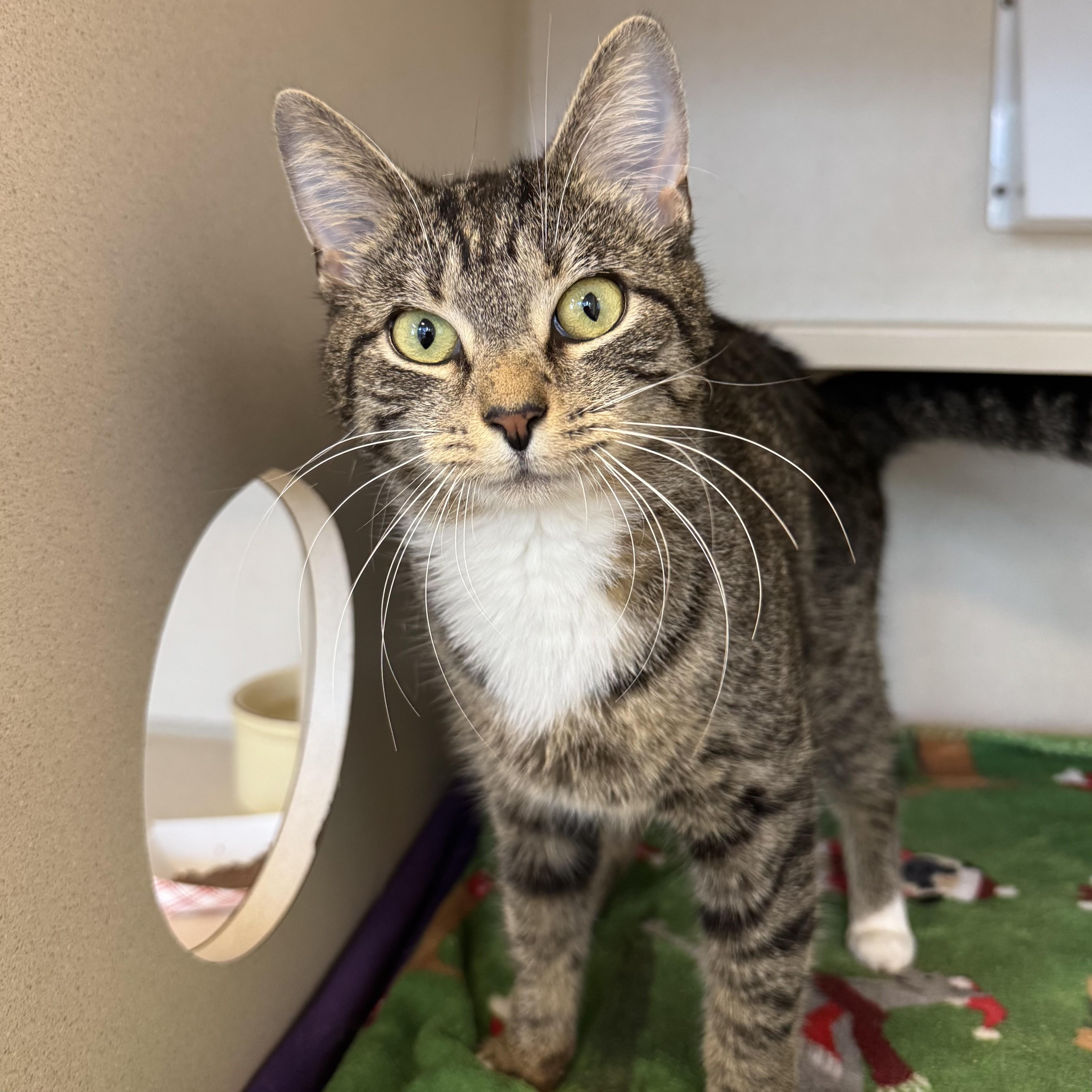 Enlarge Slinky, a Adopted Tabby in Eatontown, NJ image 5/6