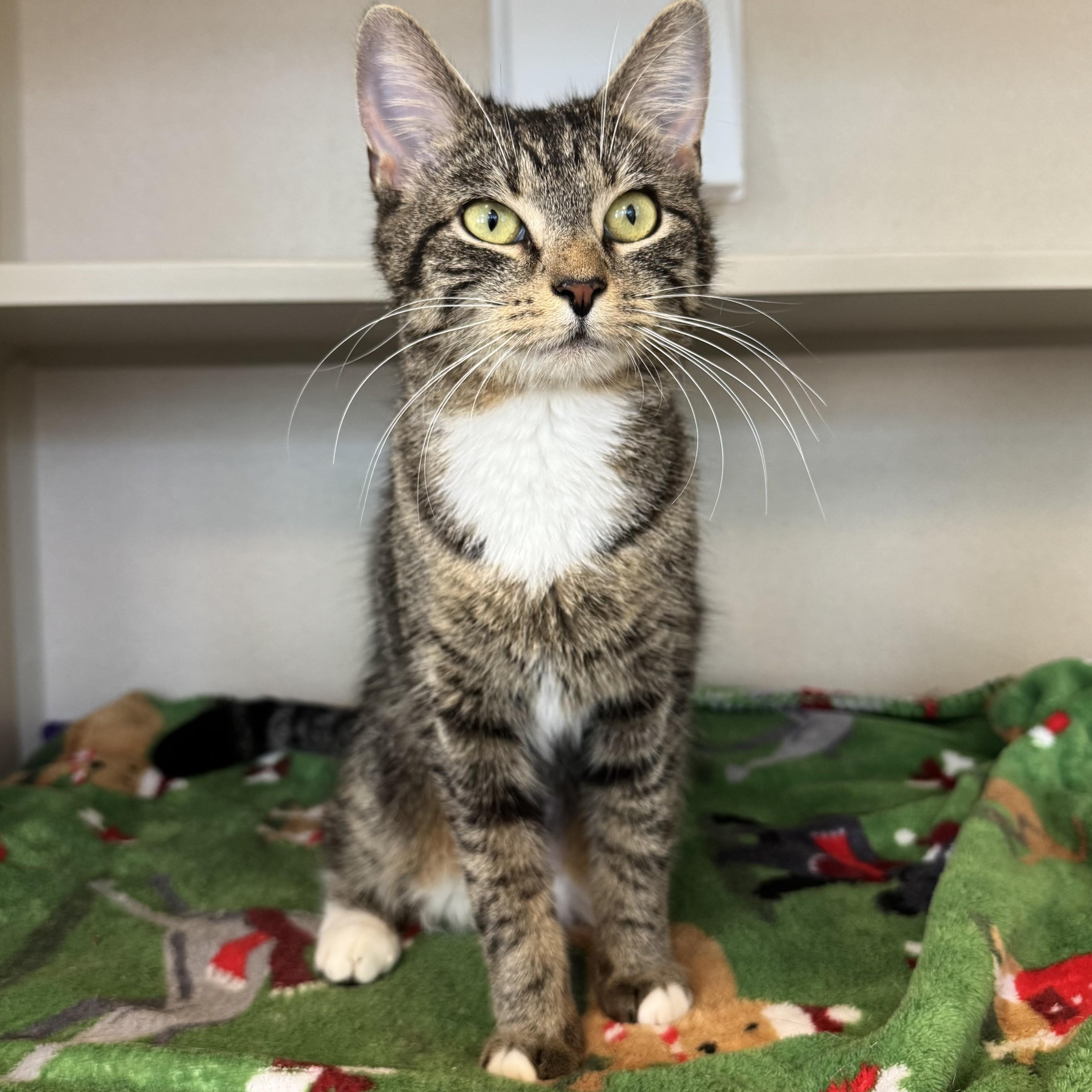 Enlarge Slinky, a Adopted Tabby in Eatontown, NJ image 3/6