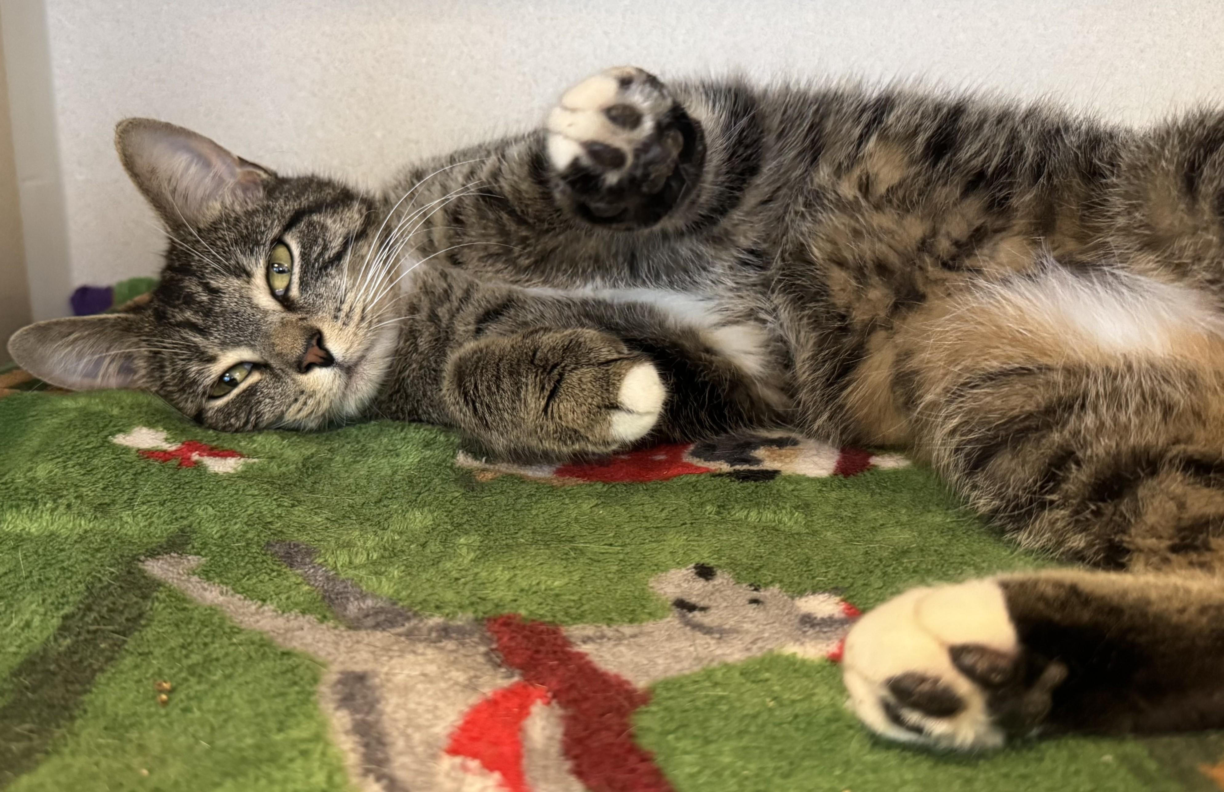 Enlarge Slinky, a Adopted Tabby in Eatontown, NJ image 6/6