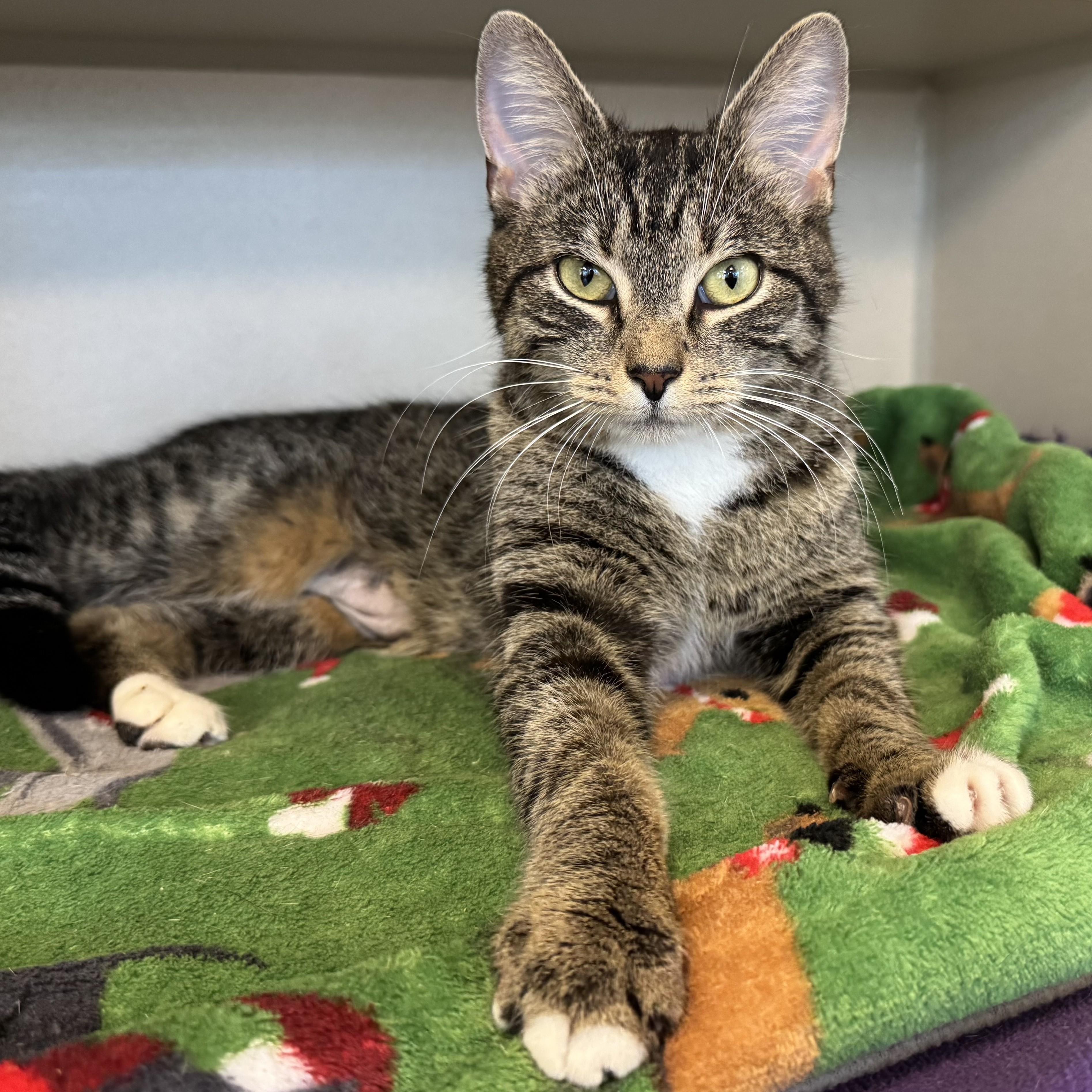 Slinky, Adopted, Adult Female Tabby.