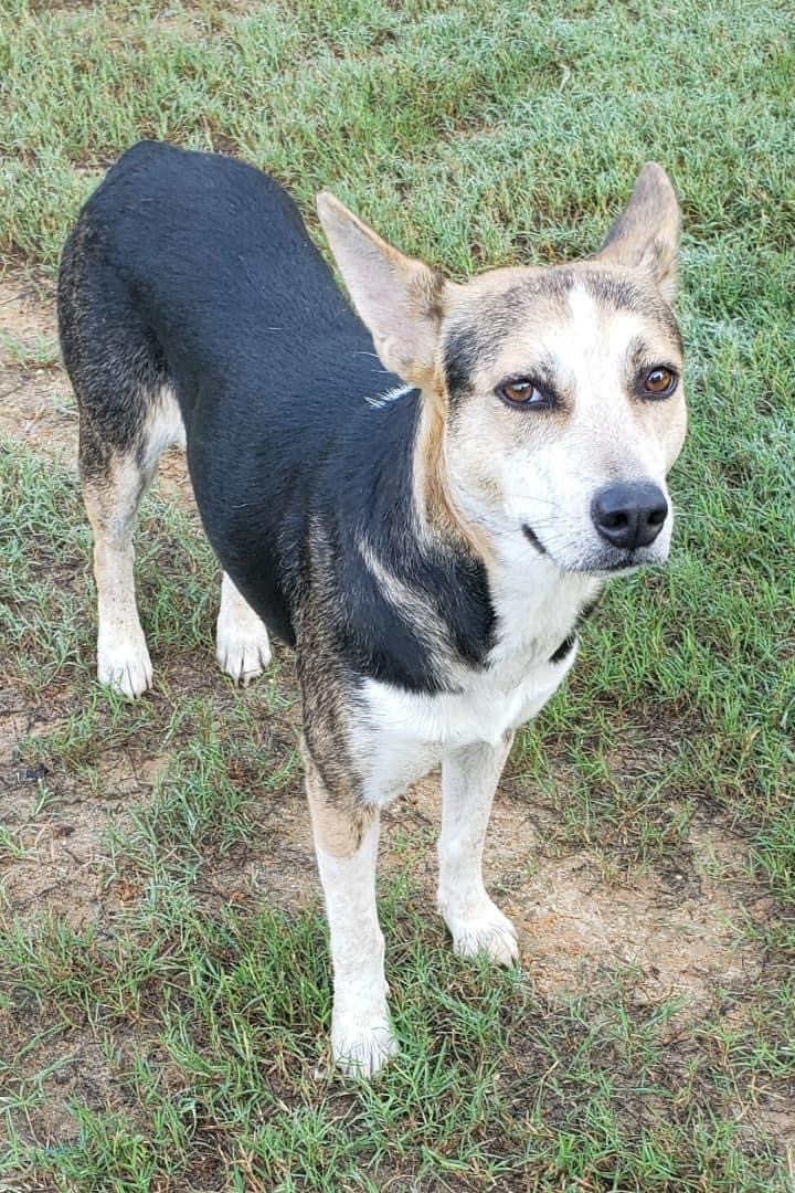 Yara, an adoptable German Shepherd Dog & Hound Mix in Seattle, WA_image-1