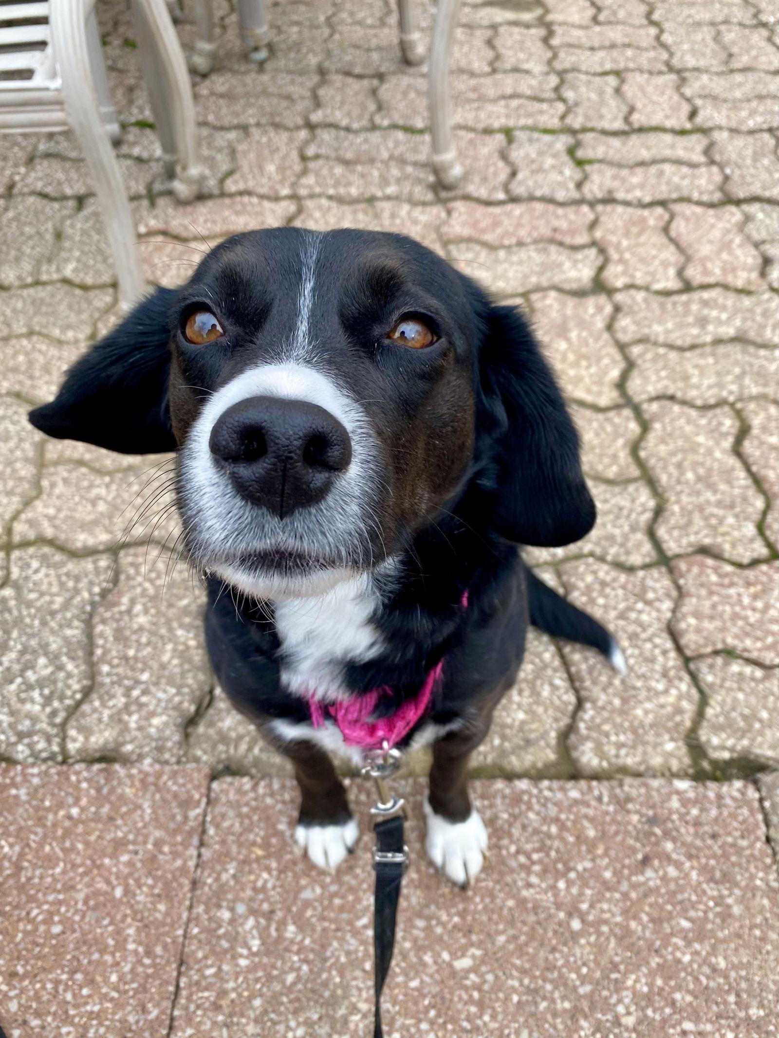 Holly, Adoptable, Adult Female Beagle & Border Collie.