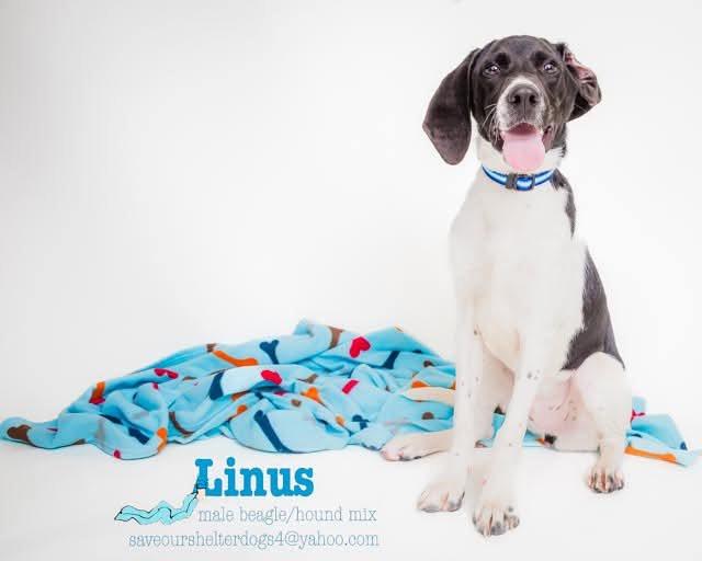 Linus, Young Male Beagle
