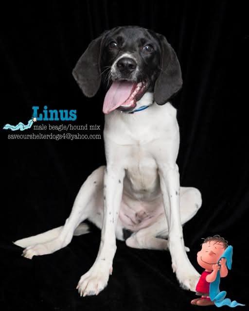 Linus, a Adoptable mixed breed in Covington, KY image 2/4