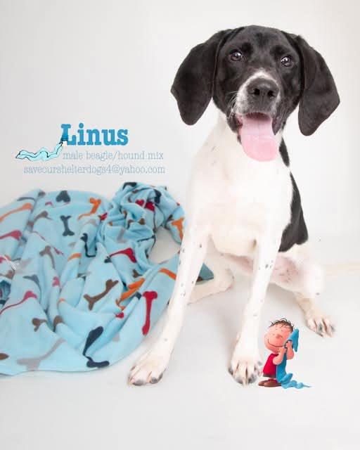 Linus, a Adoptable mixed breed in Covington, KY image 3/4