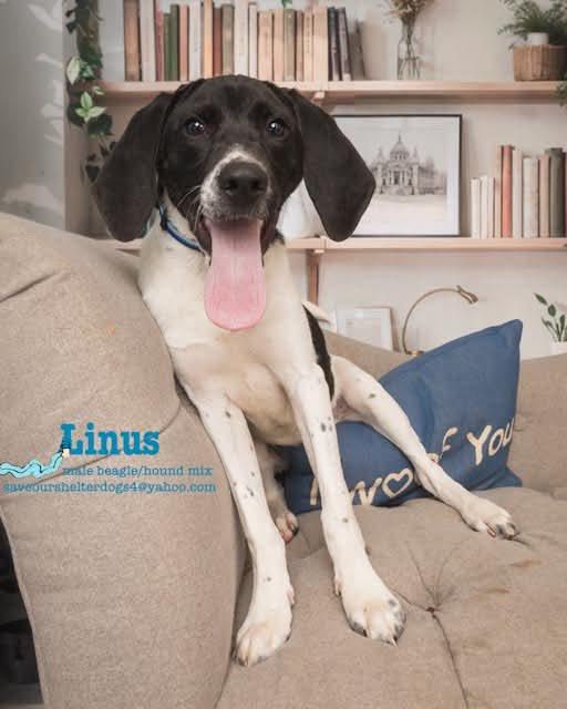 Linus, a Adoptable mixed breed in Covington, KY image 4/4