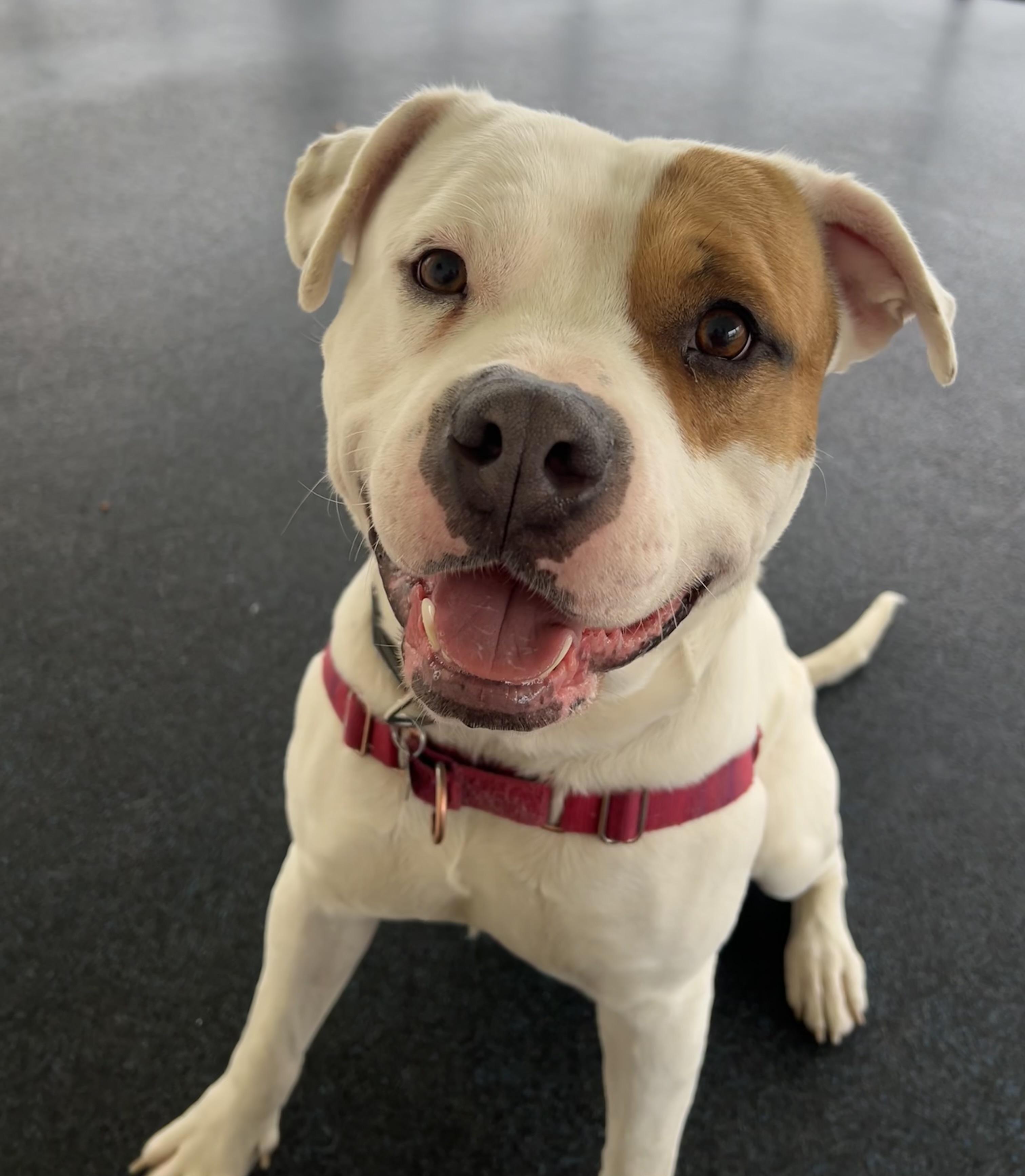 Enlarge Captain Patch Sparrow, a ADOPTABLE mixed breed in Ithaca, NY image 1/6