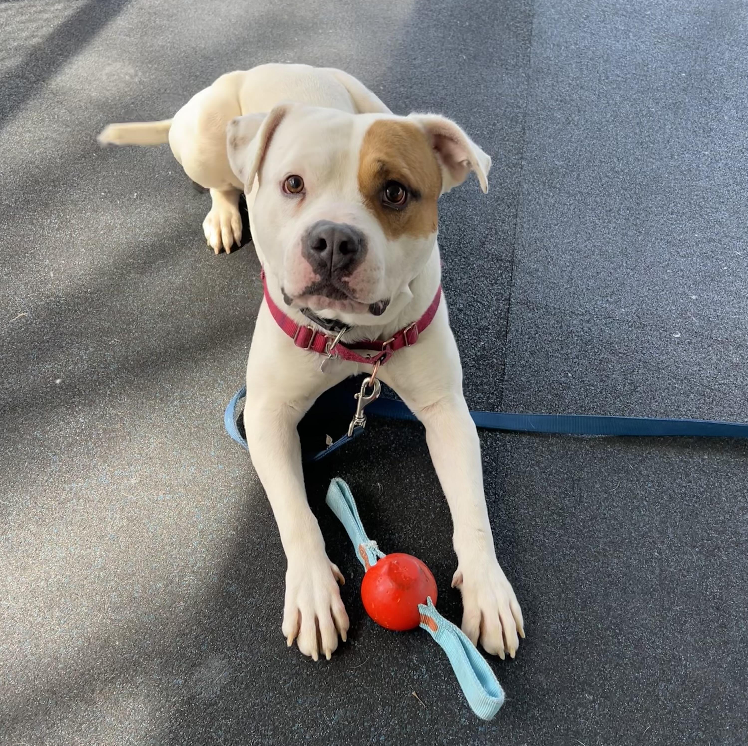 Enlarge Captain Patch Sparrow, a ADOPTABLE mixed breed in Ithaca, NY image 3/6