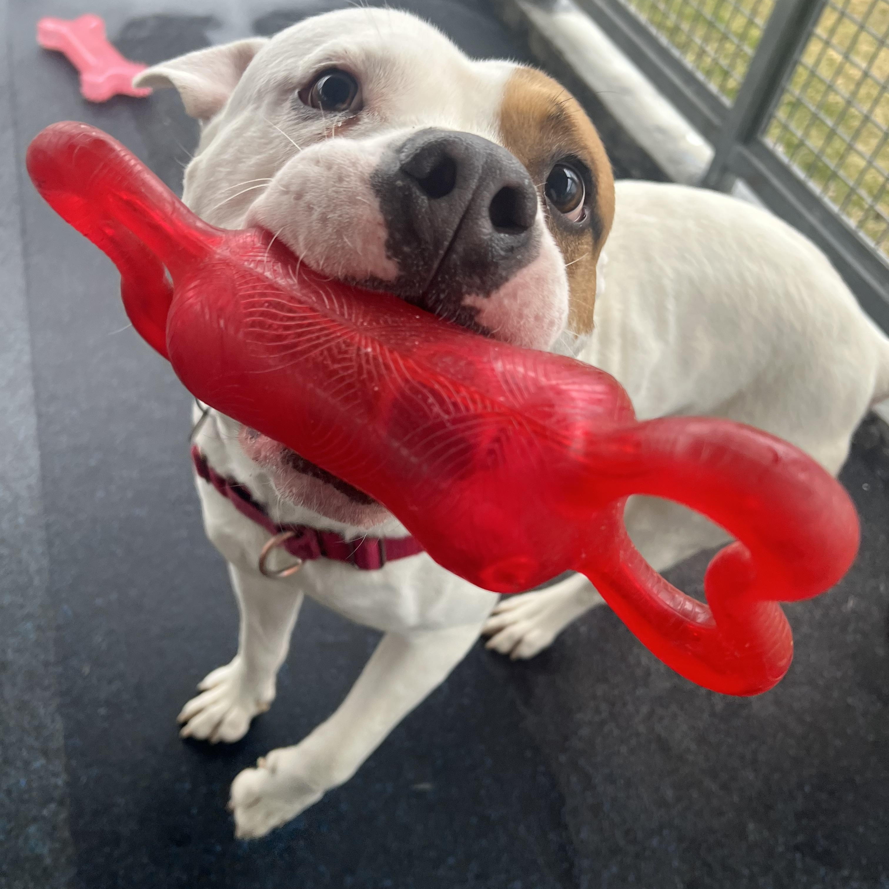 Enlarge Captain Patch Sparrow, a ADOPTABLE mixed breed in Ithaca, NY image 5/6