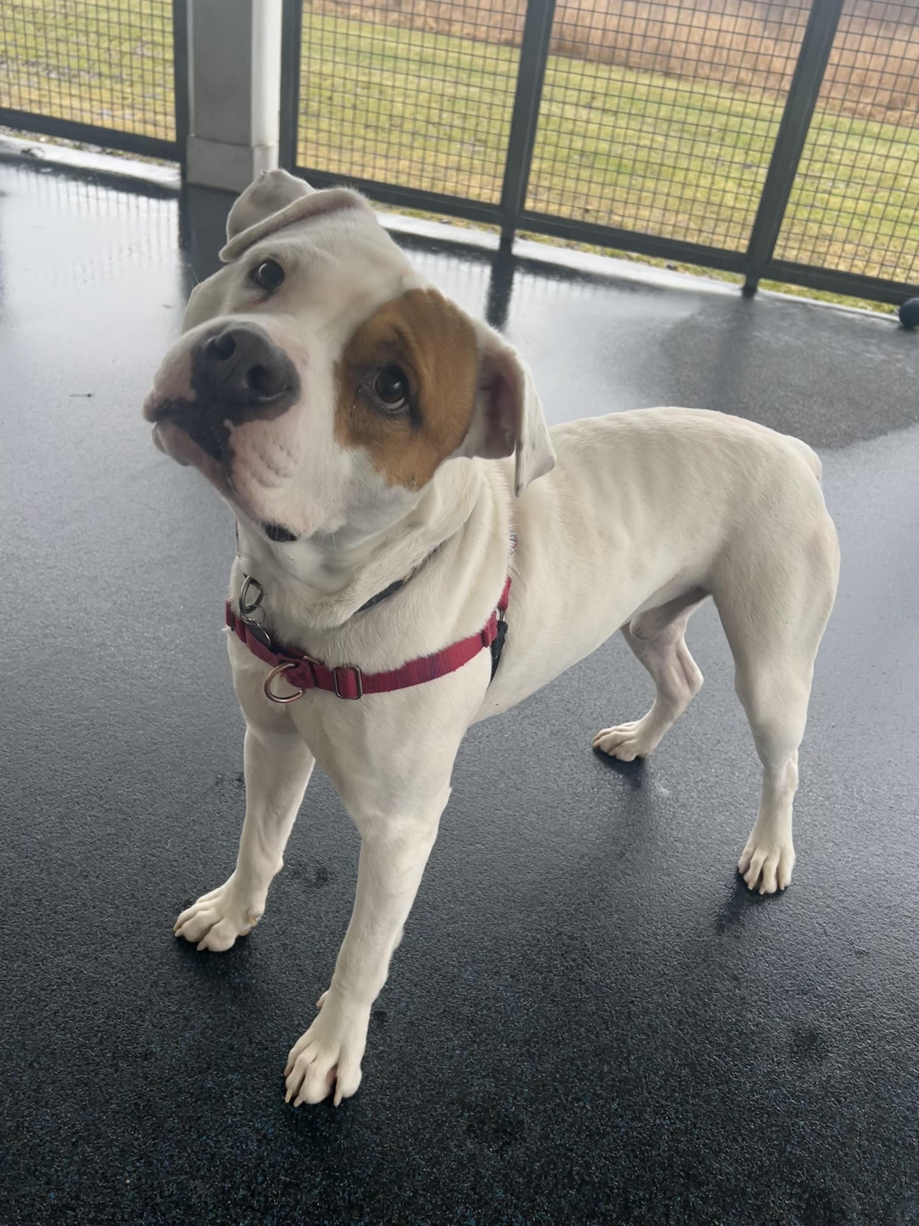 Enlarge Captain Patch Sparrow, a ADOPTABLE mixed breed in Ithaca, NY image 4/6