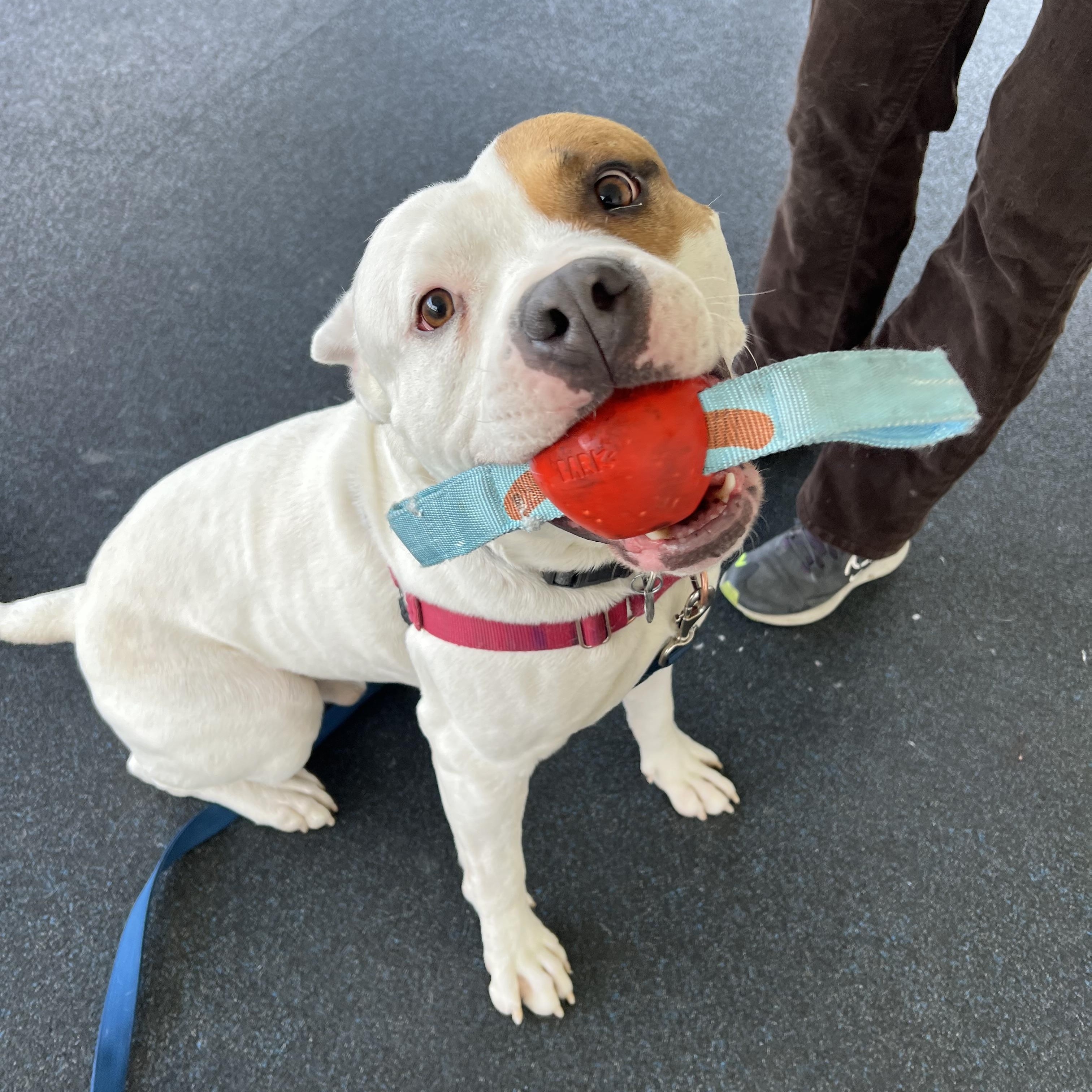 Enlarge Captain Patch Sparrow, a ADOPTABLE mixed breed in Ithaca, NY image 2/6
