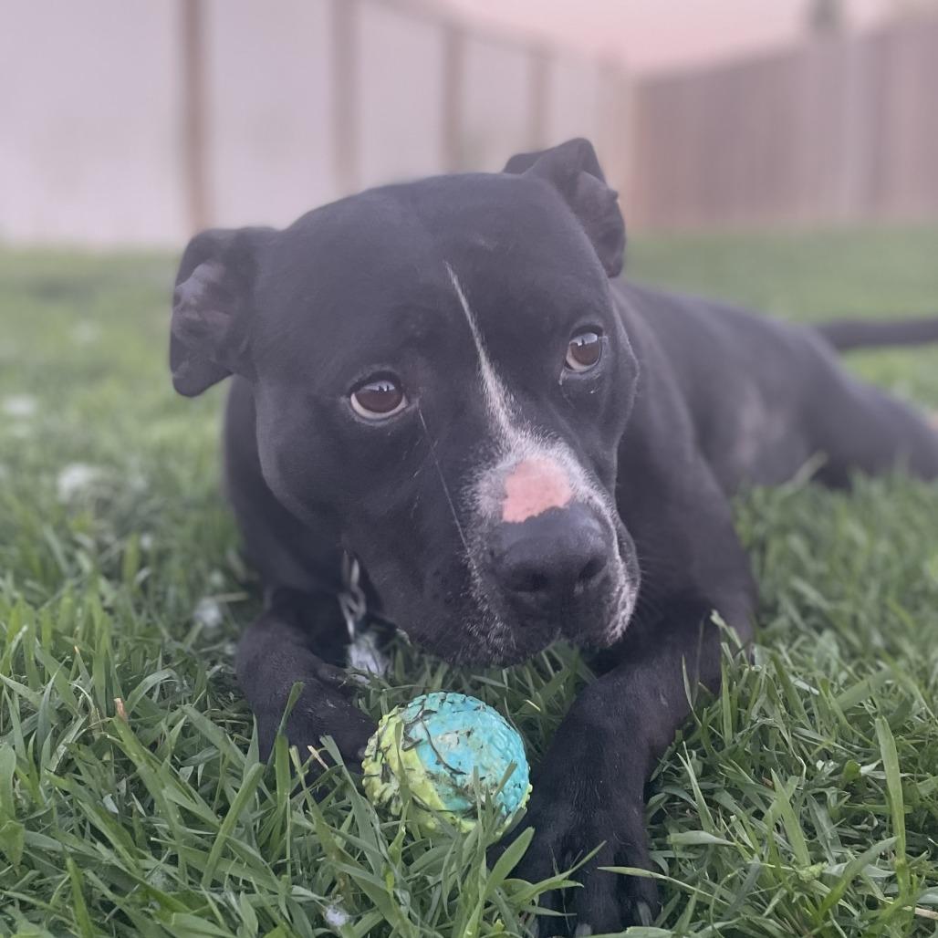 Enlarge Jake, a Adoptable Terrier in West Des Moines, IA image 1/6
