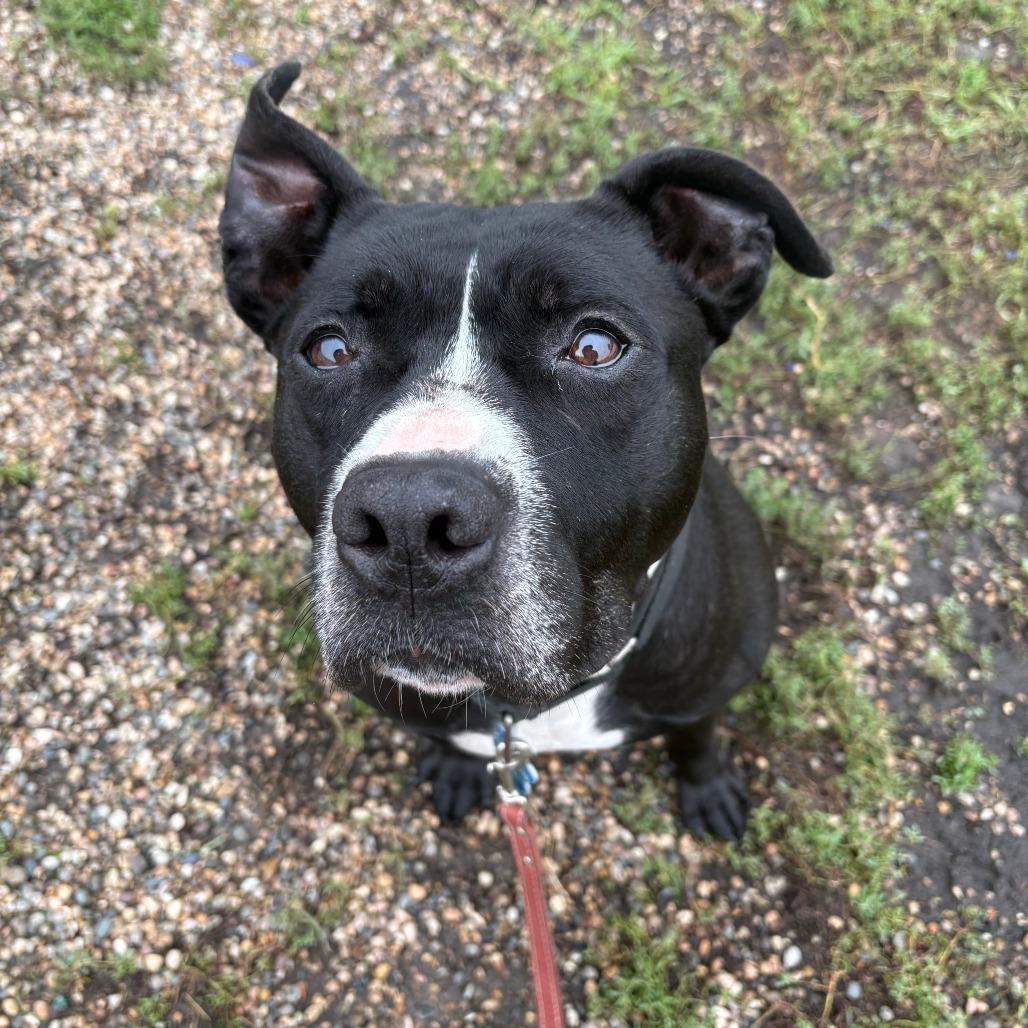 Enlarge Jake, a Adoptable Terrier in West Des Moines, IA image 3/6