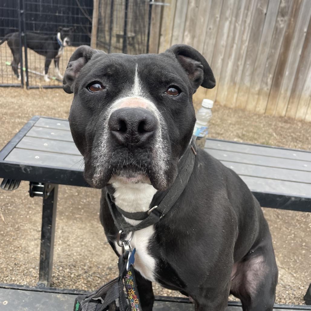 Enlarge Jake, a Adoptable Terrier in West Des Moines, IA image 3/6