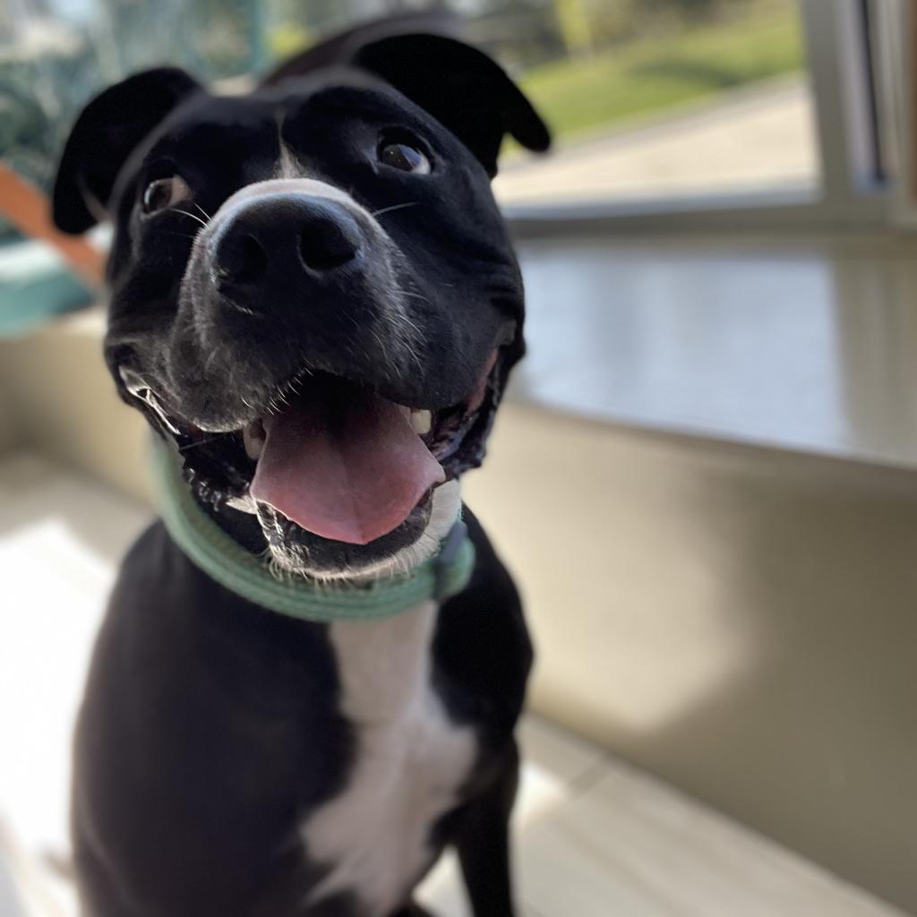 Enlarge Jake, a Adoptable Terrier in West Des Moines, IA image 3/6