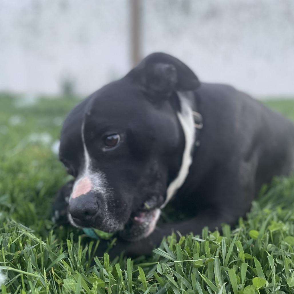 Enlarge Jake, a Adoptable Terrier in West Des Moines, IA image 6/6