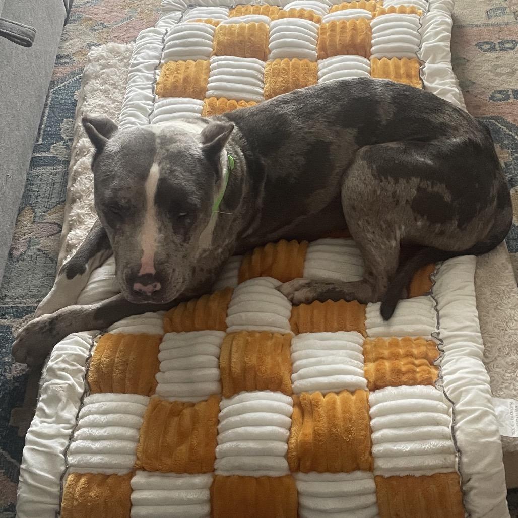 MAXIE, a Adoptable mixed breed in Cordova, TN image 2/6