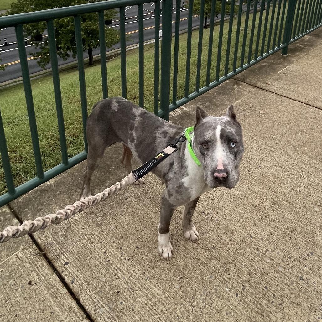 MAXIE, a Adoptable mixed breed in Cordova, TN image 5/6