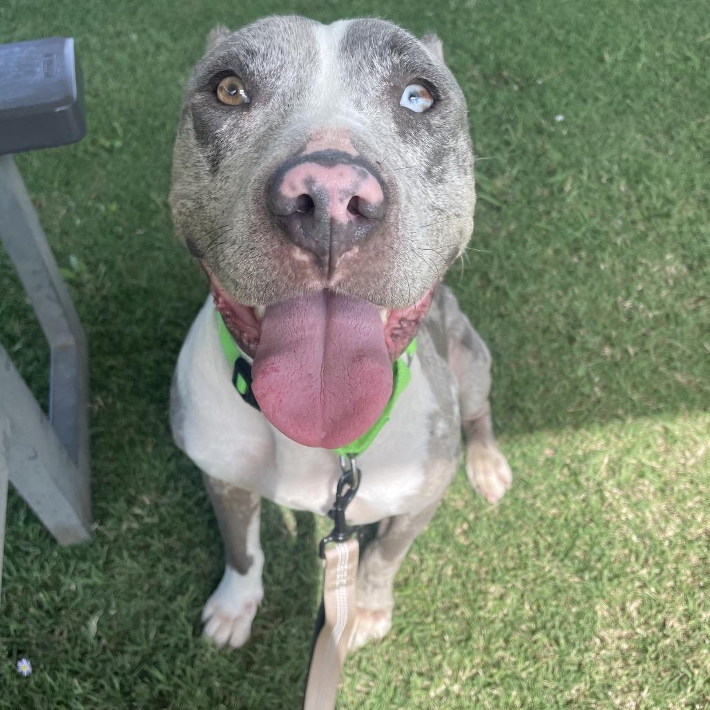 MAXIE, a Adoptable mixed breed in Cordova, TN image 6/6