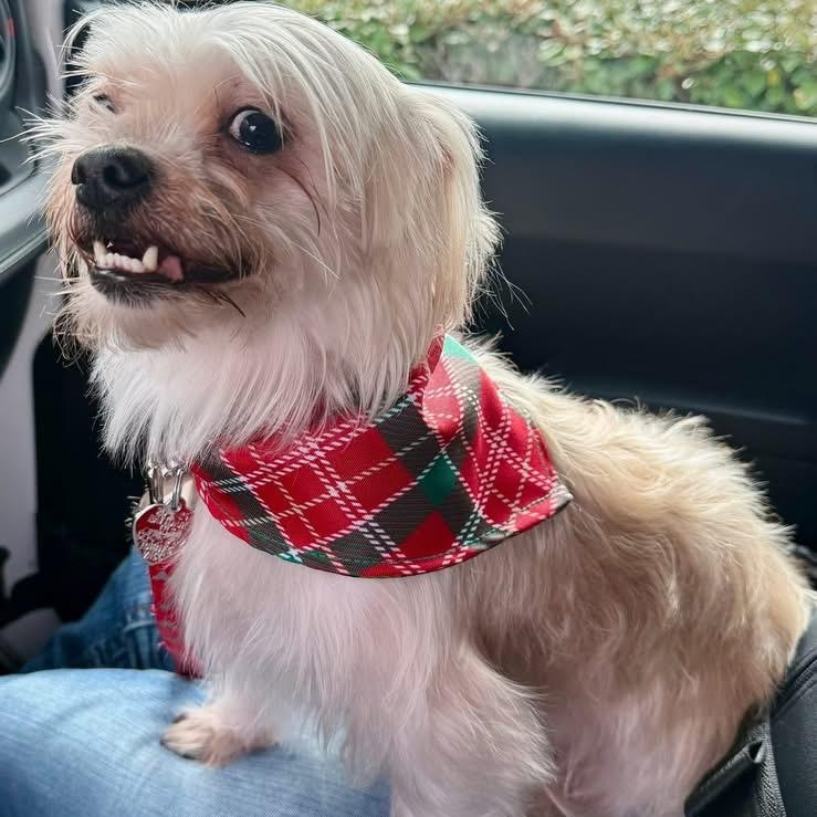 Max, adopted, Young Male Yorkshire Terrier & Maltese.