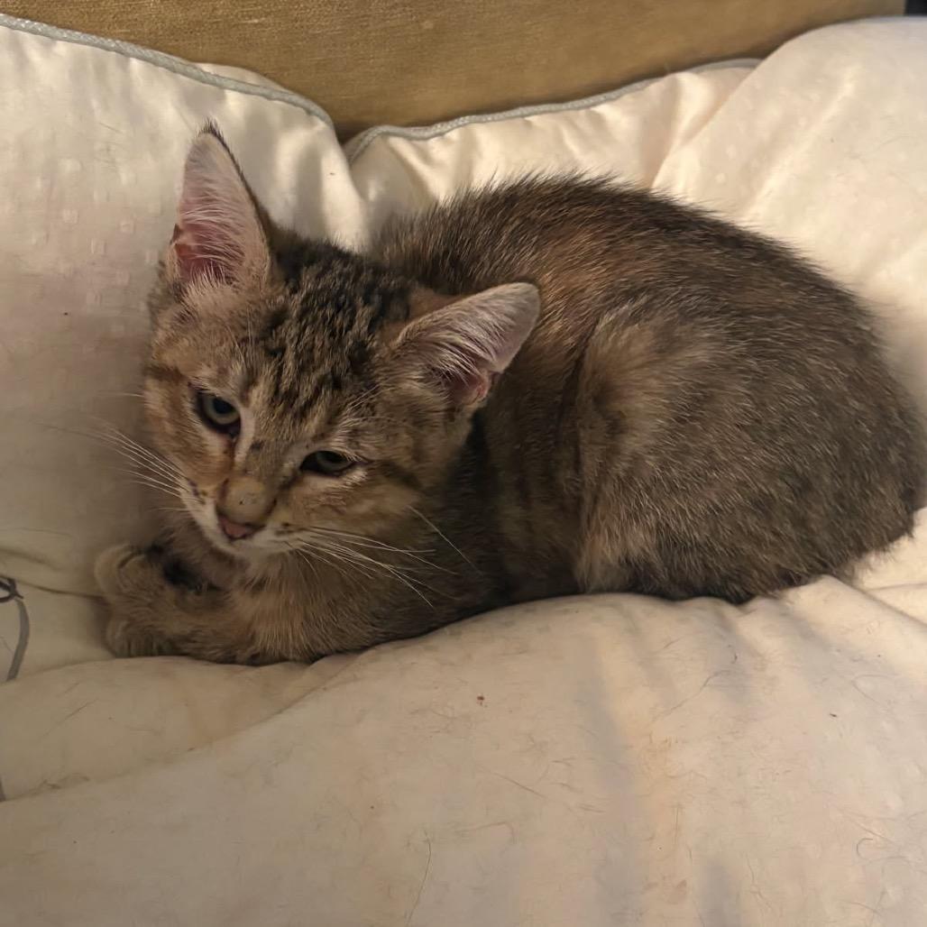 Enlarge Lizzy, a Adoptable Domestic Short Hair in HERNANDO, MS image 1/1