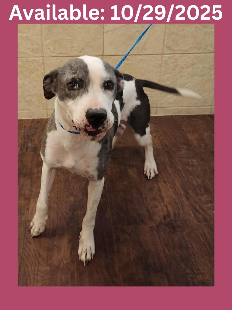 Enlarge Dog Kennel #18 Babygirl, a Adoptable mixed breed in Greenville, TX image 1/3