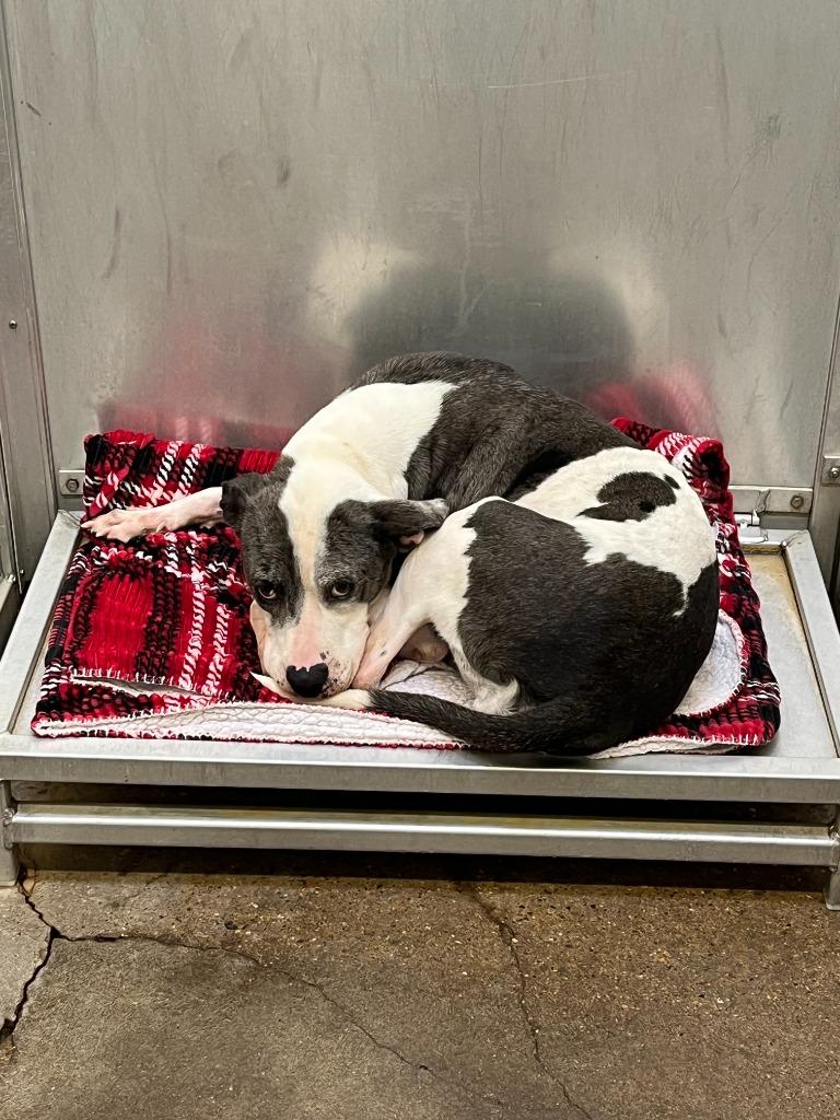 Enlarge Dog Kennel #18 Babygirl, a Adoptable mixed breed in Greenville, TX image 2/3