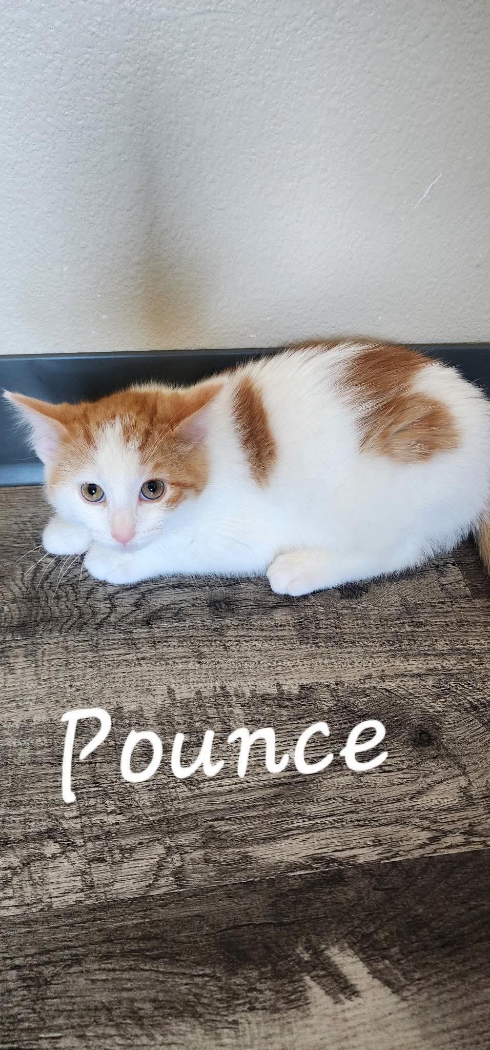 Enlarge Pounce, a ADOPTABLE Domestic Short Hair in Hazleton, IA image 1/1