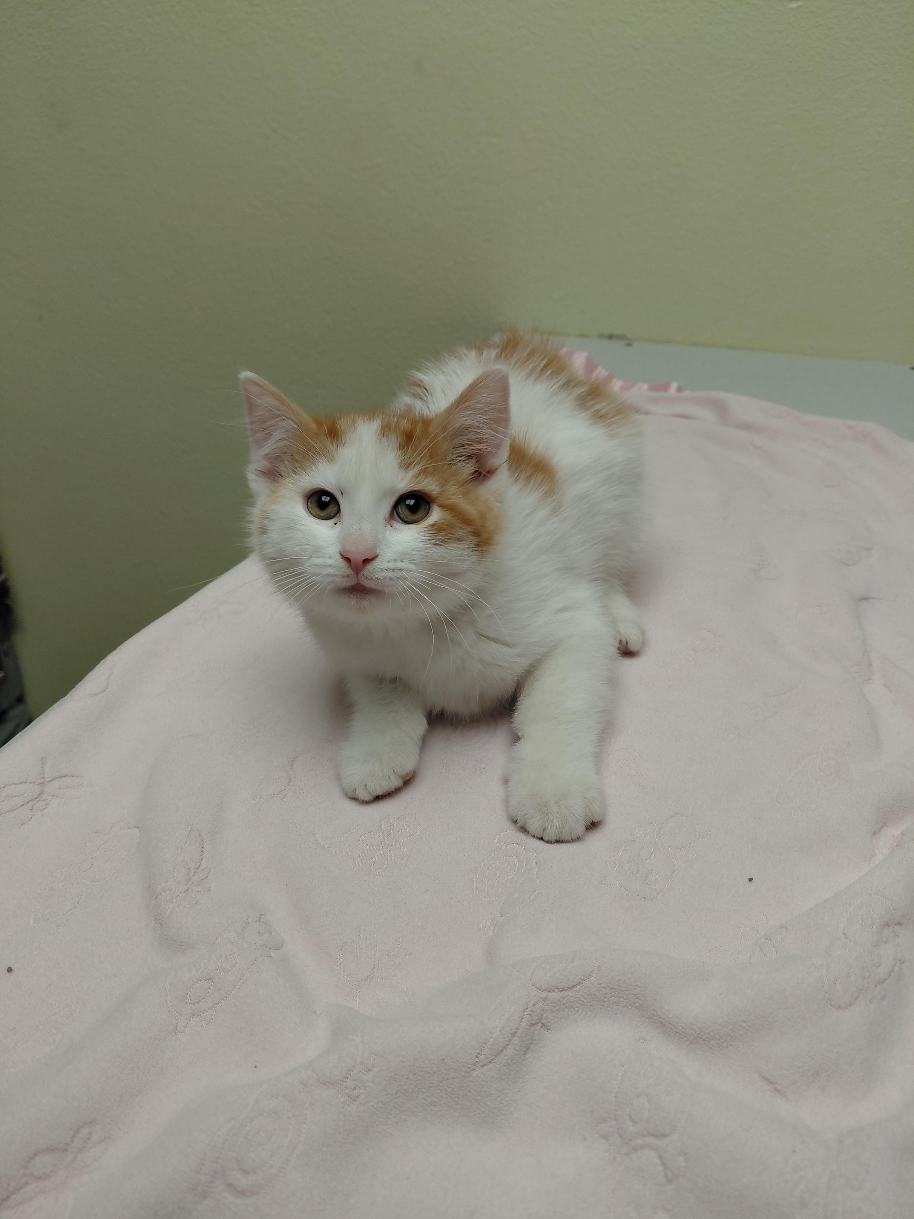 Pinky, ADOPTABLE, Kitten Male Domestic Short Hair.