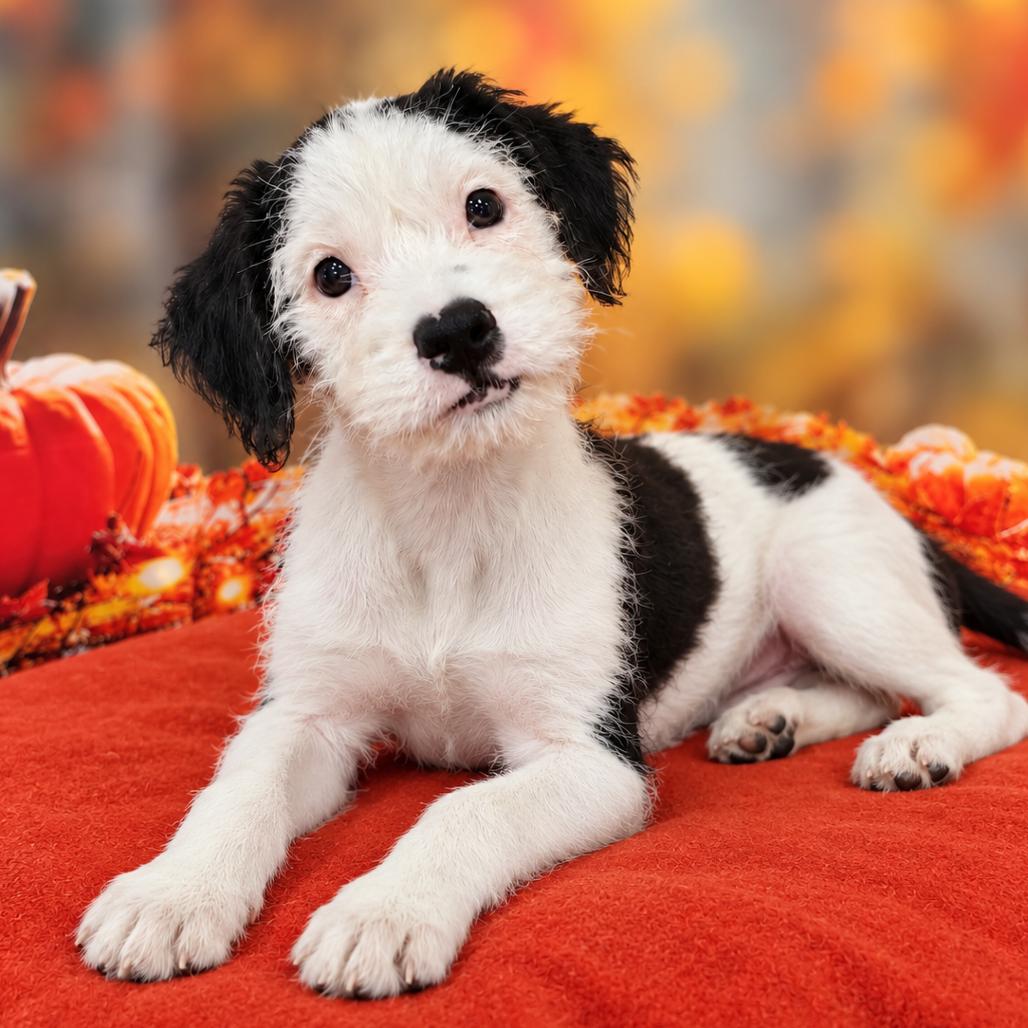 Enlarge Embree, a Adoptable mixed breed in Griswold, CT image 1/3