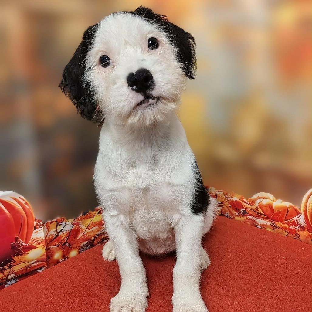 Enlarge Embree, a Adoptable mixed breed in Griswold, CT image 2/3