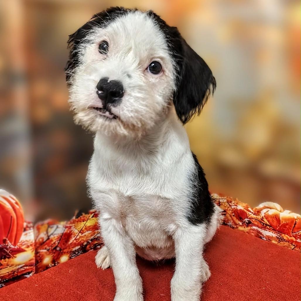 Enlarge Embree, a Adoptable mixed breed in Griswold, CT image 3/3
