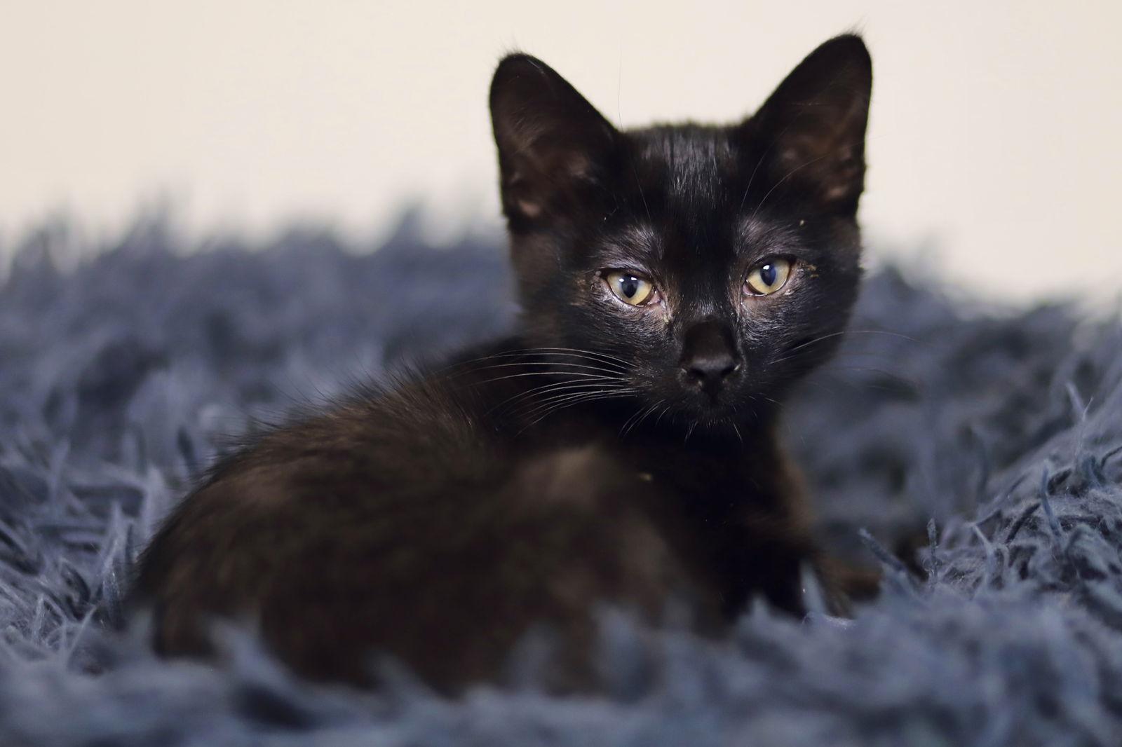 Clayton, Adopted, Kitten Male Domestic Short Hair.