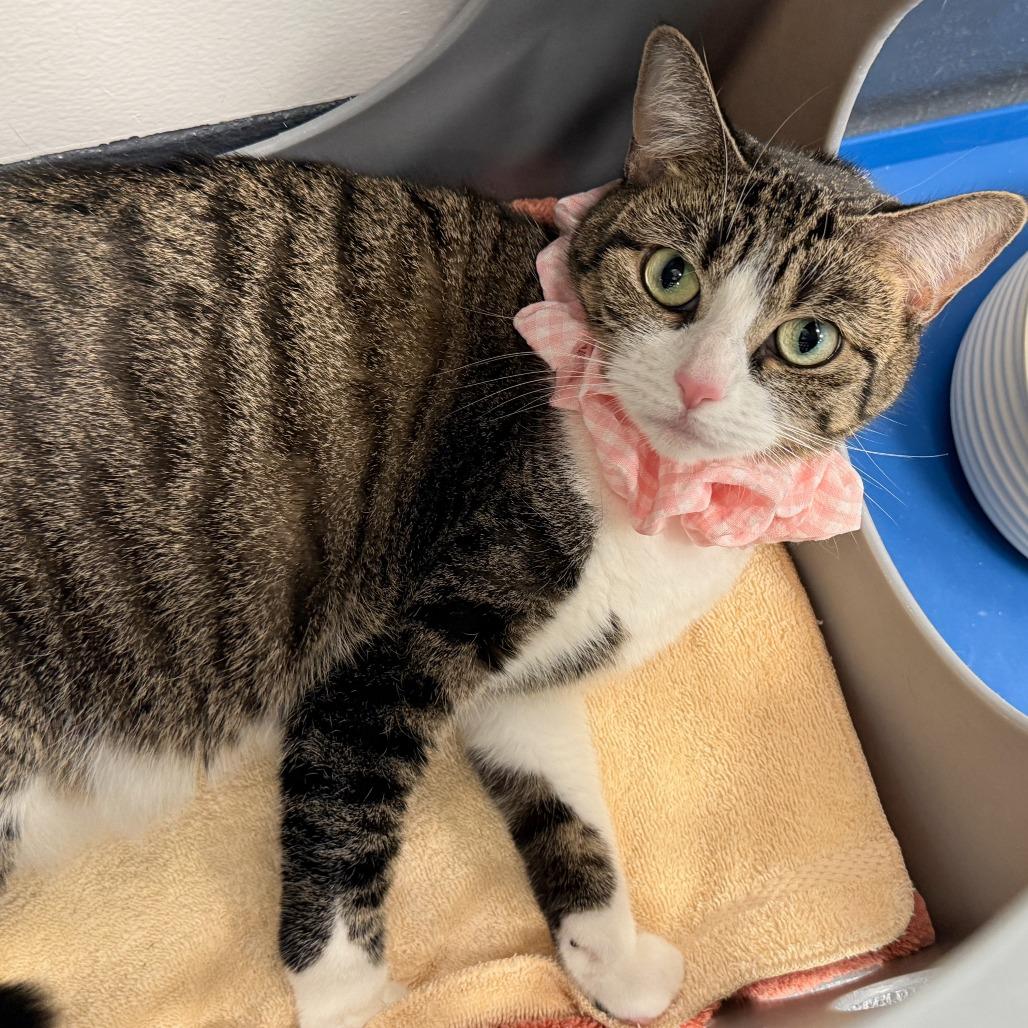 Comet, a Adoptable Domestic Short Hair in New York, NY image 4/6