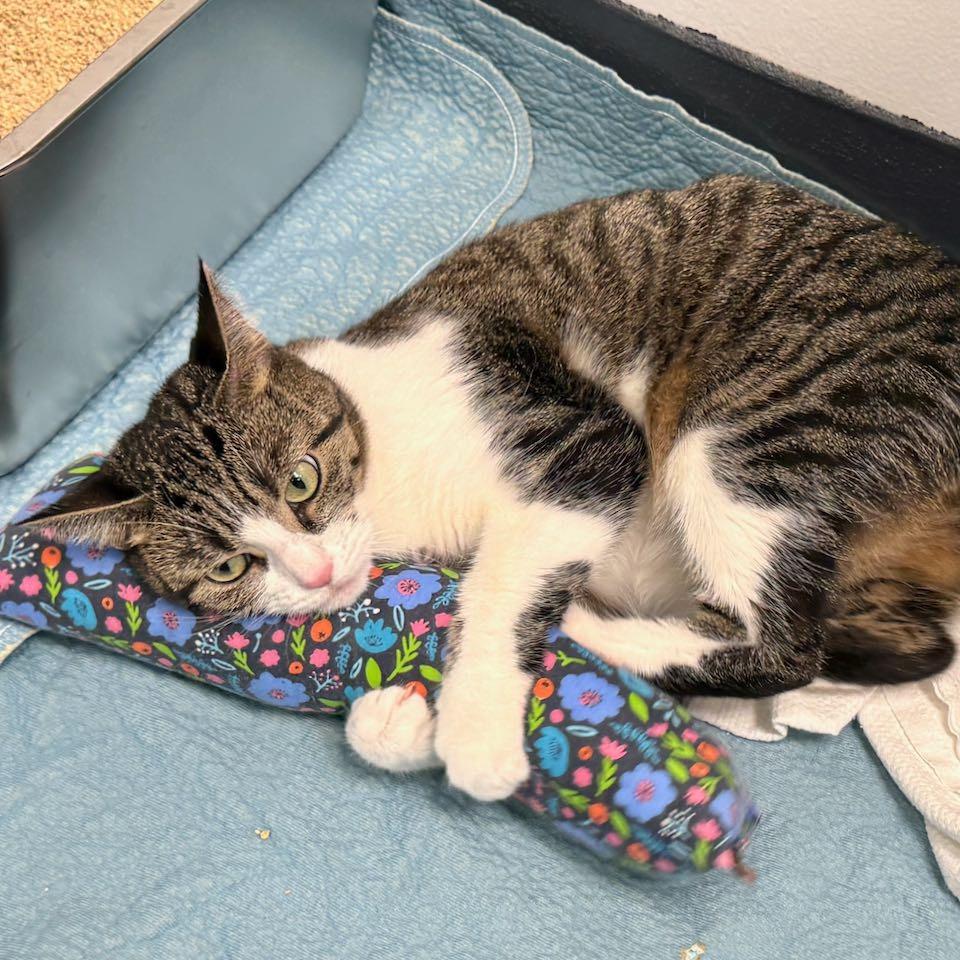 Comet, a Adoptable Domestic Short Hair in New York, NY image 5/6