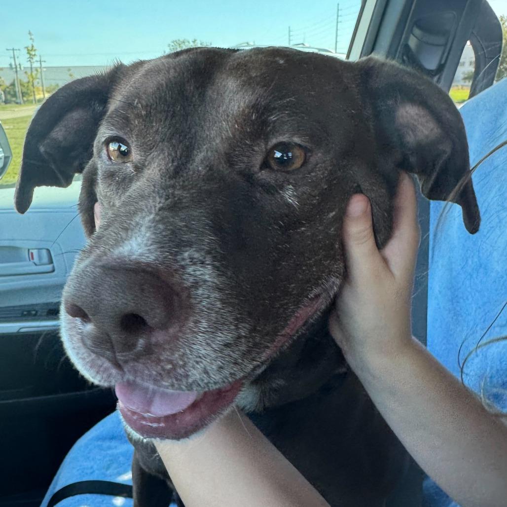 Enlarge Kola, a Adoptable mixed breed in Reisterstown, MD image 1/6